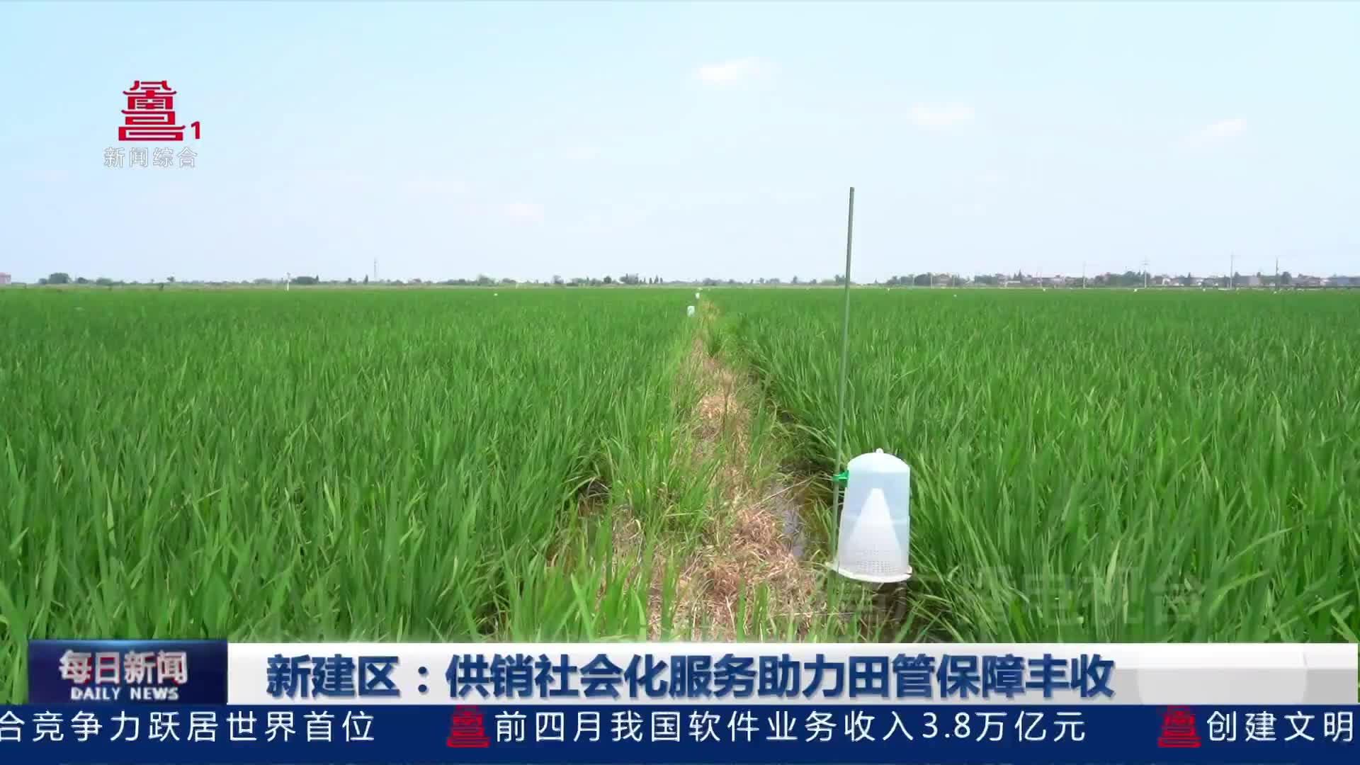 新建区：供销社会化服务助力田管保障丰收