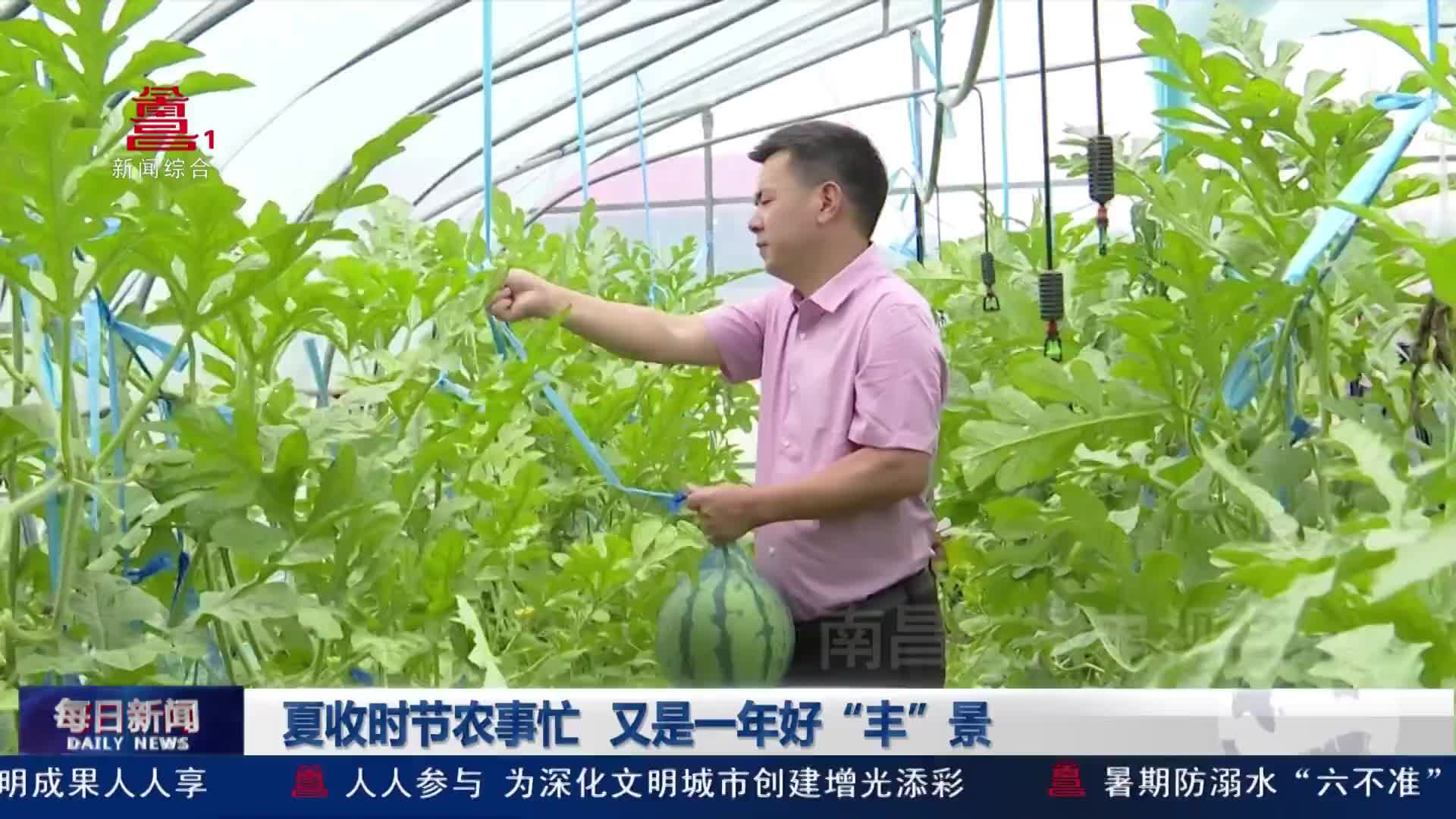 夏收时节农事忙 又是一年好“丰”景