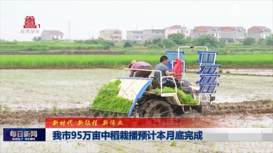 我市95万亩中稻栽播预计本月底完成