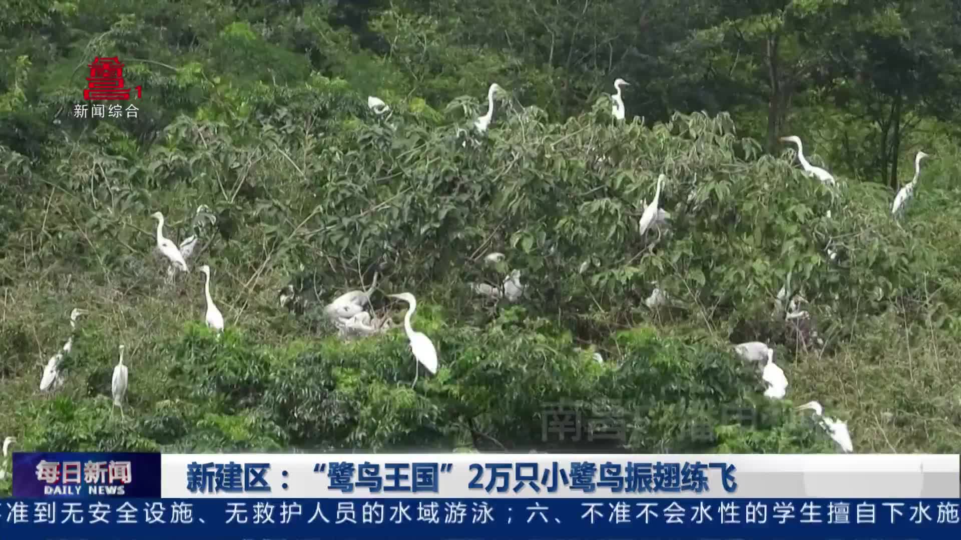 新建区：“鹭鸟王国”2万只小鹭鸟振翅练飞