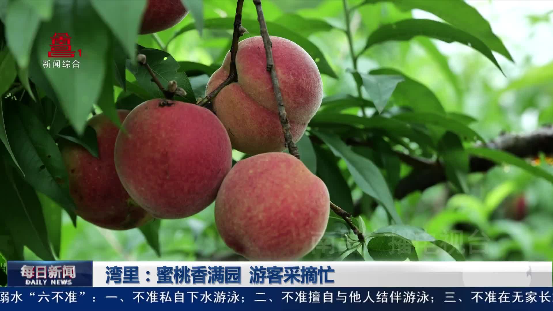 湾里：蜜桃香满园 游客采摘忙