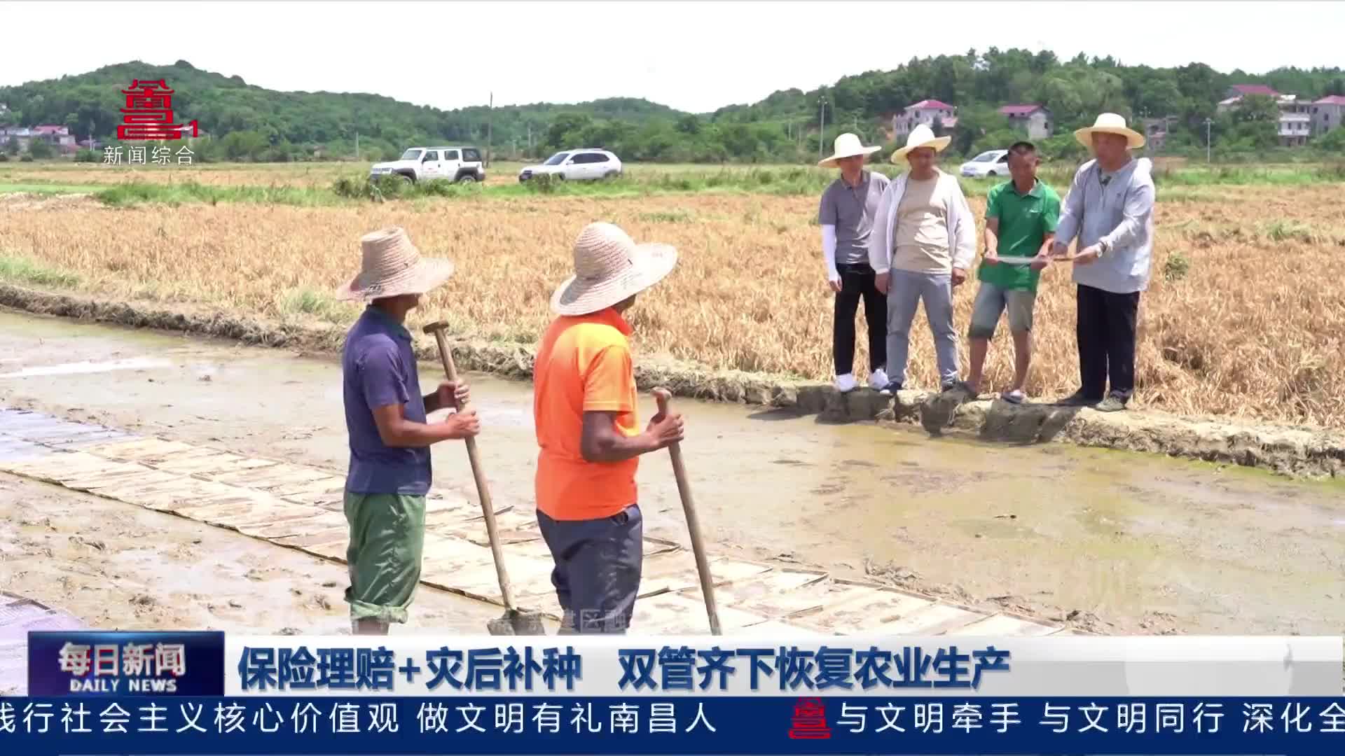 保险理赔+灾后补种  双管齐下恢复农业生产