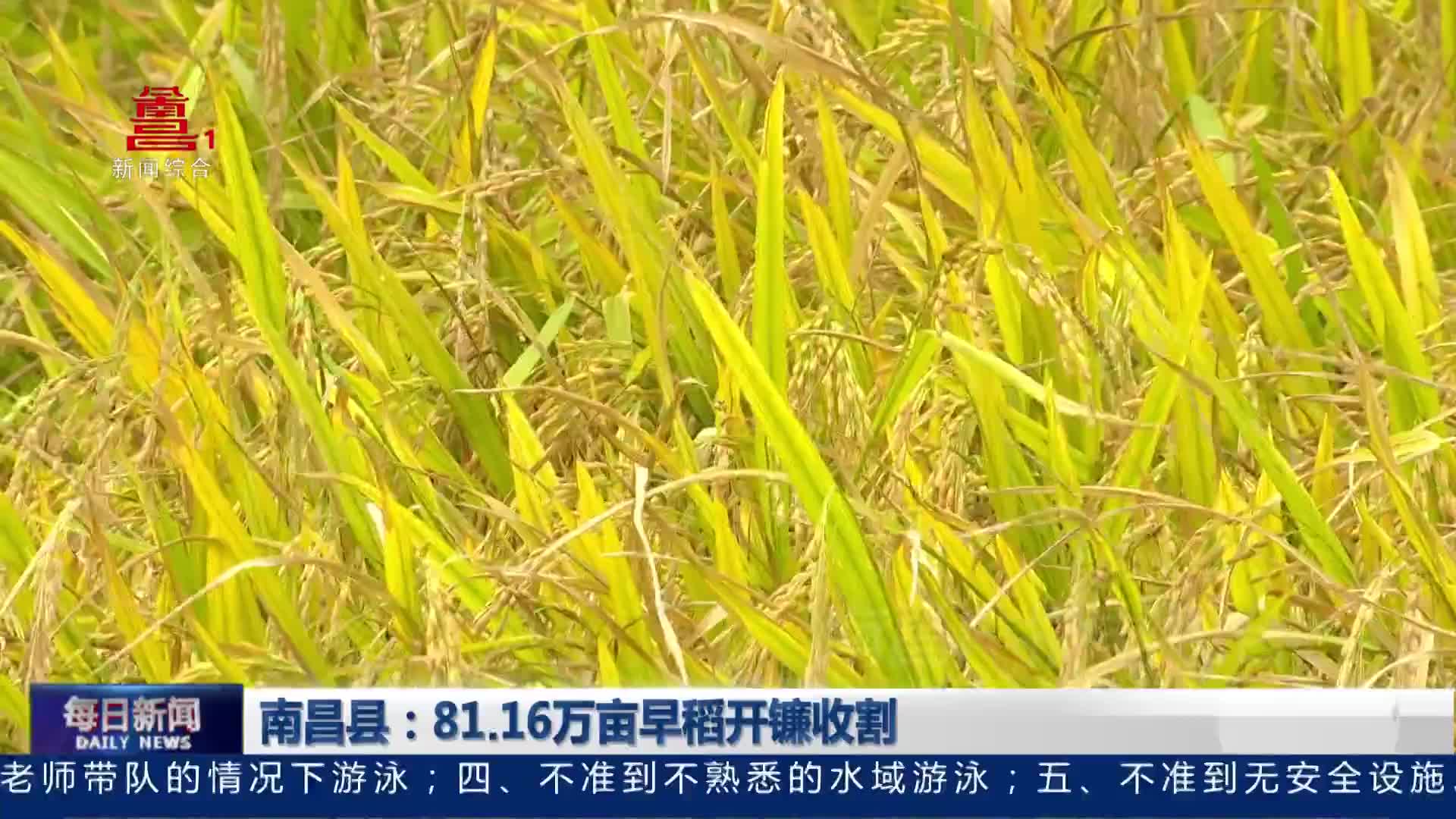 南昌县：81.16万亩早稻开镰收割