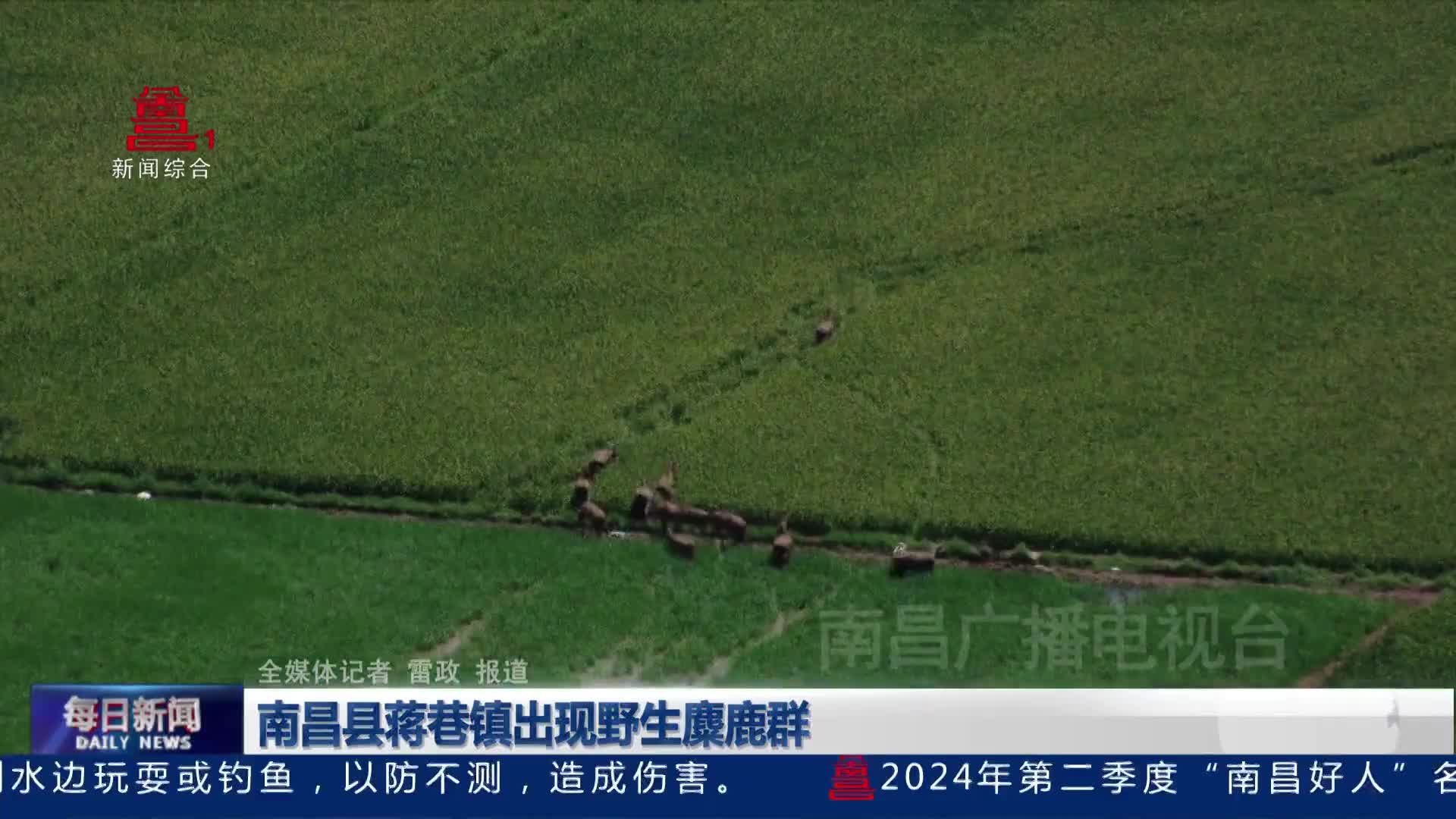 南昌县蒋巷镇出现野生麋鹿群