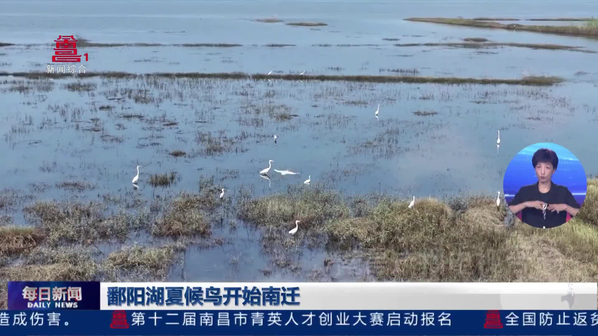 鄱阳湖夏候鸟开始南迁