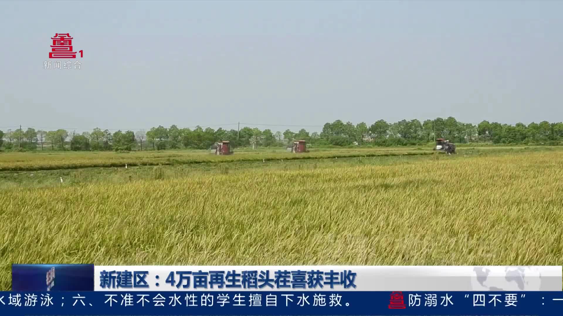 新建区：4万亩再生稻头茬喜获丰收