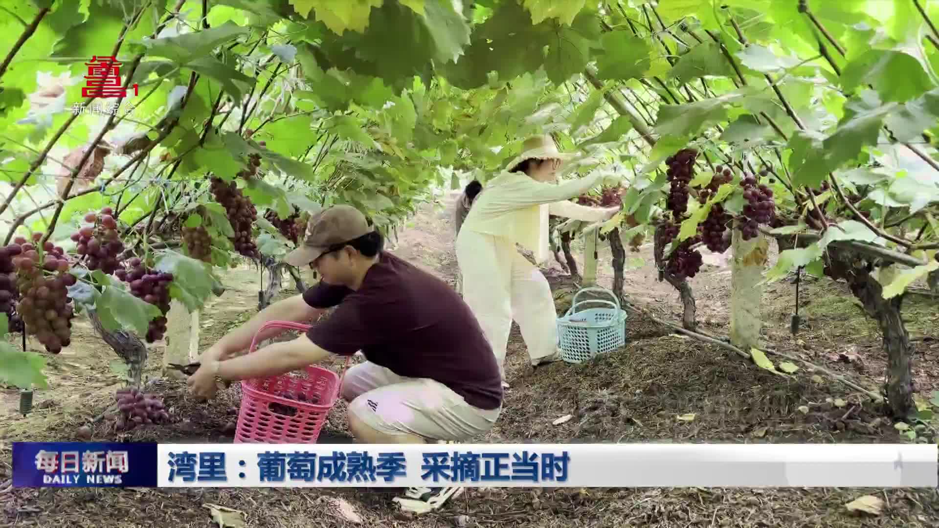 湾里：葡萄成熟季  采摘正当时
