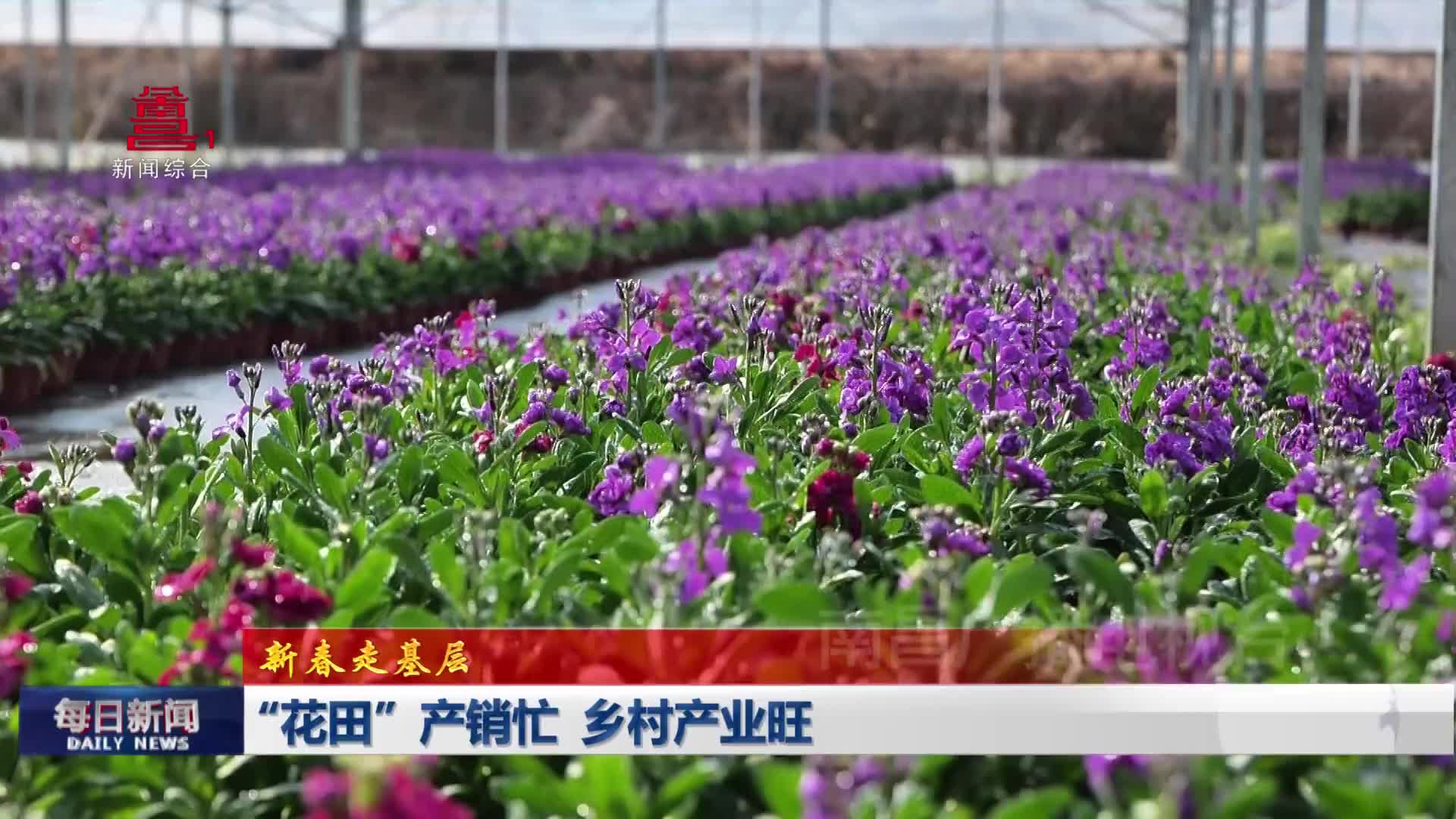 “花田”产销忙 乡村产业旺