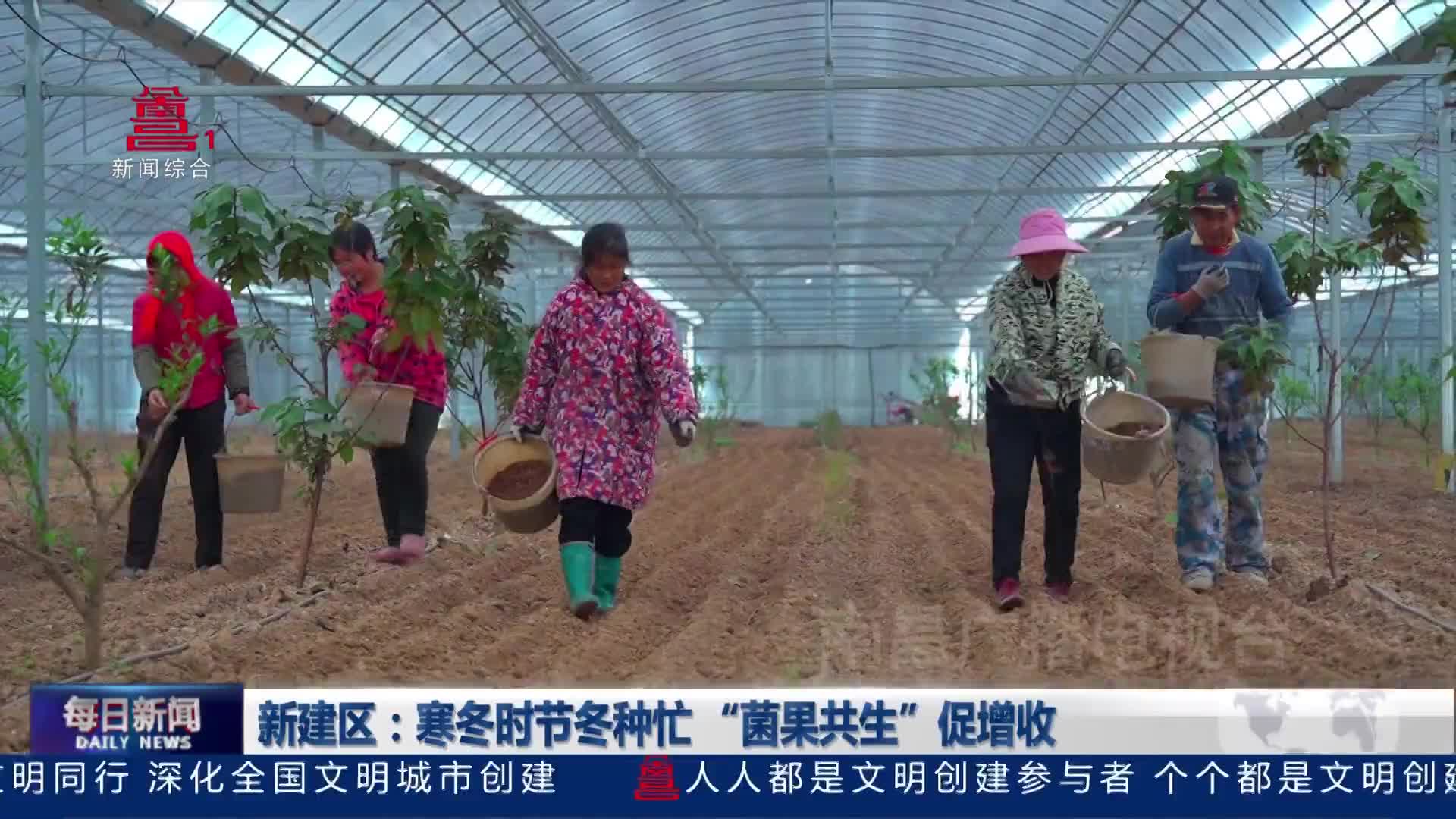 新建区：寒冬时节冬种忙 “菌果共生”促增收