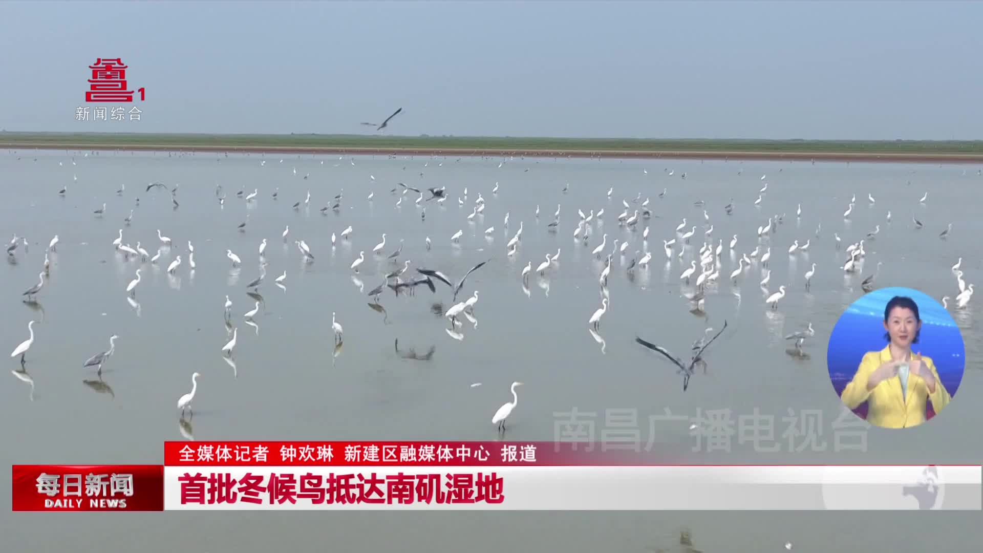 首批冬候鸟抵达南矶湿地