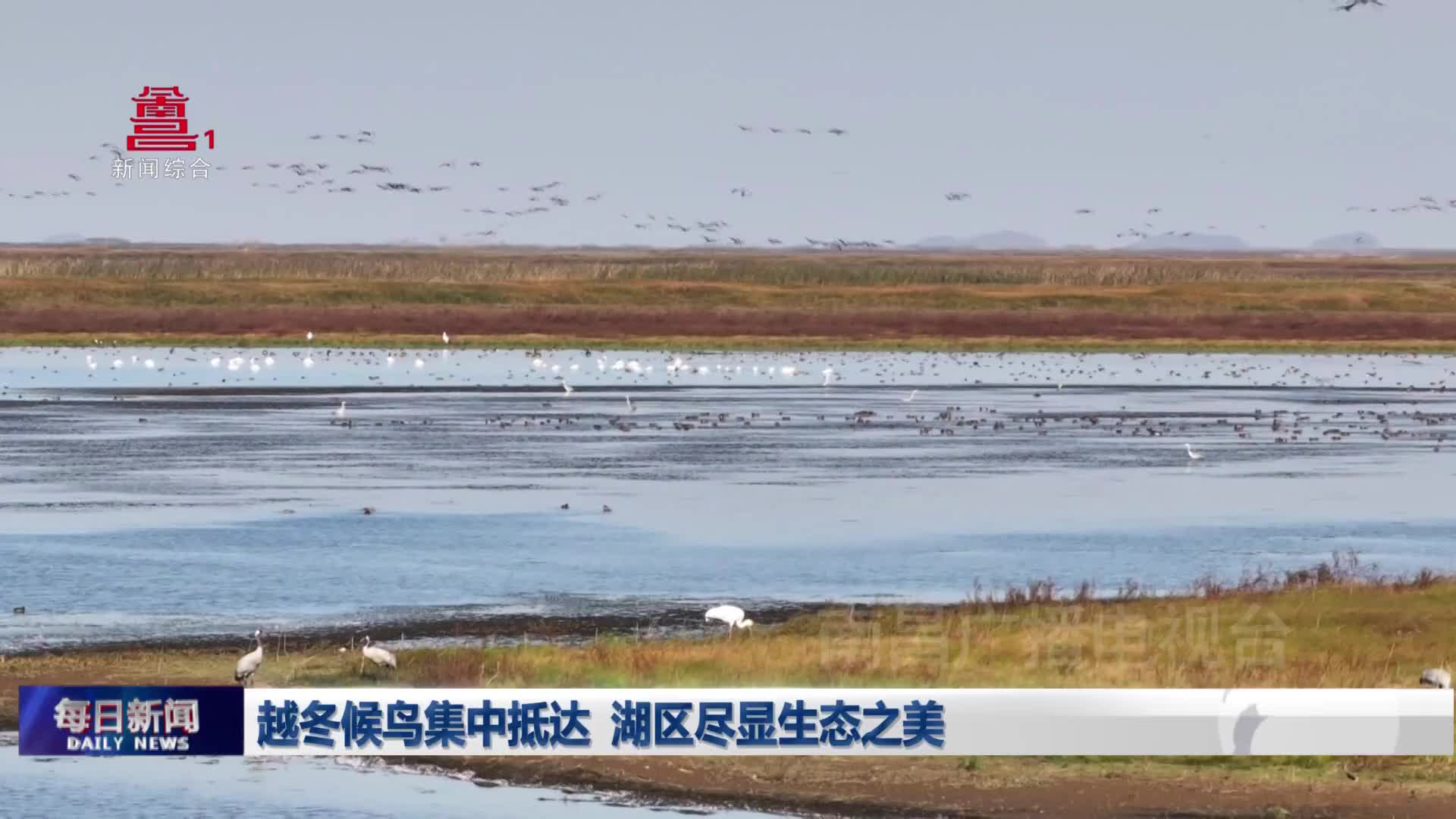 越冬候鸟集中抵达  湖区尽显生态之美