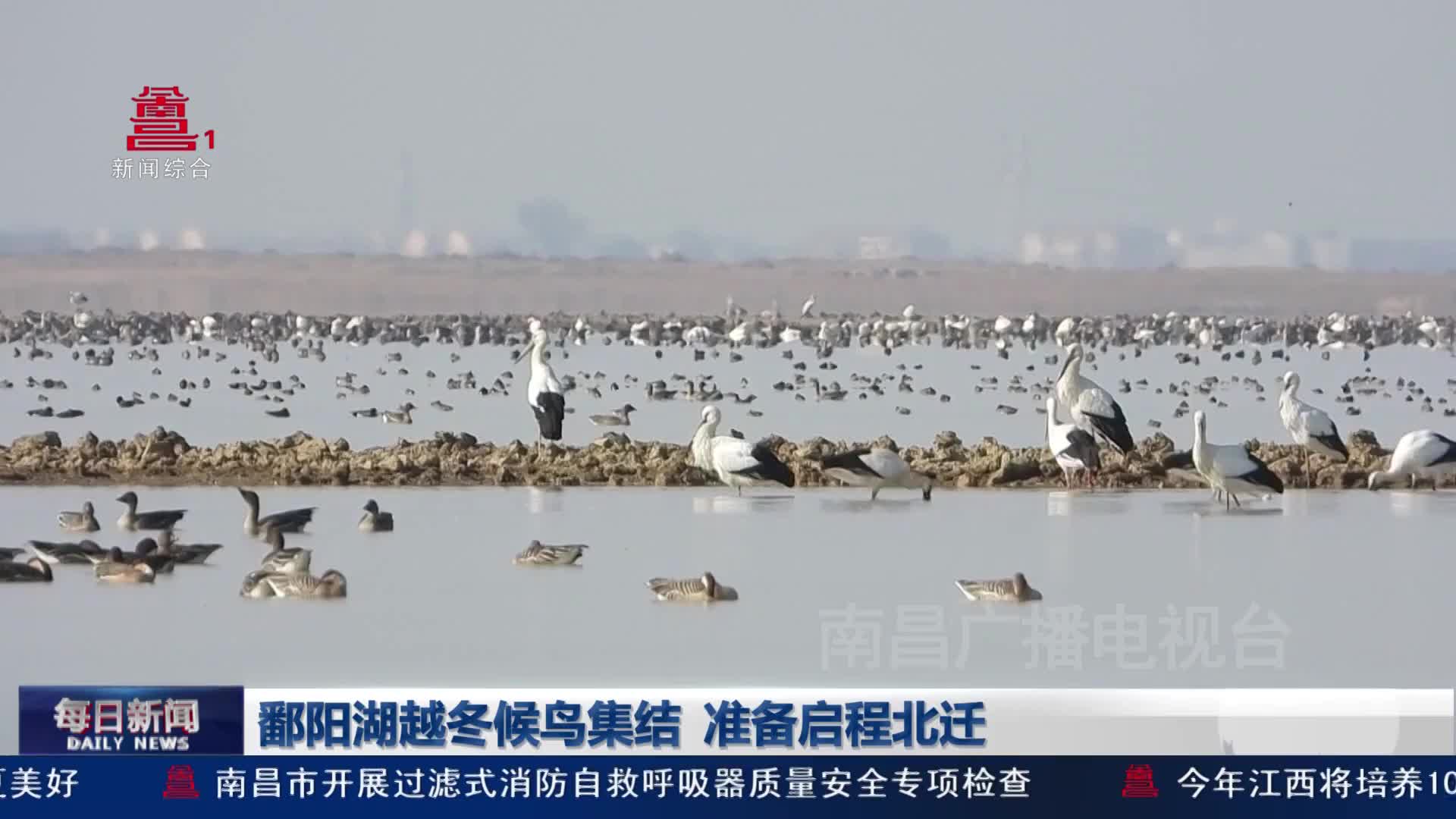 鄱阳湖越冬候鸟集结 准备启程北迁