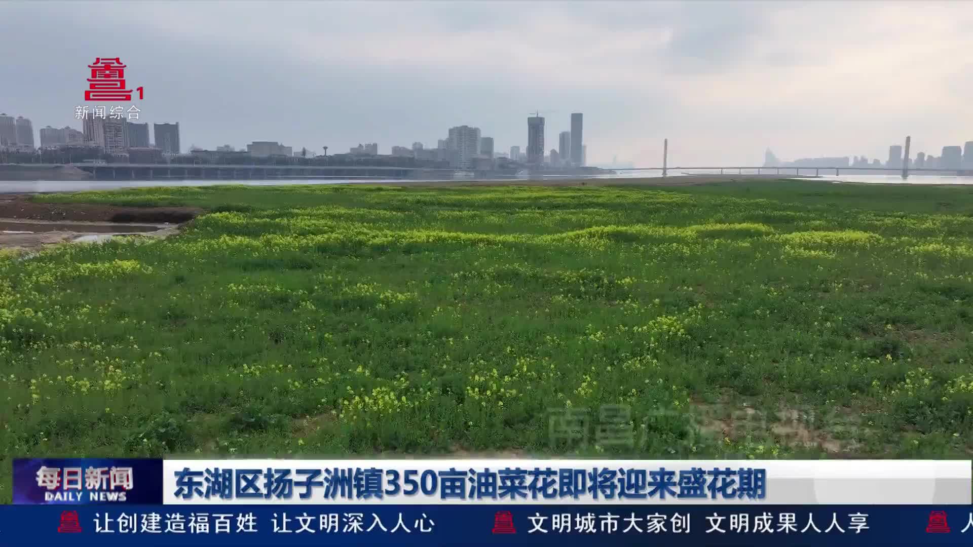 东湖区扬子洲镇350亩油菜花即将迎来盛花期