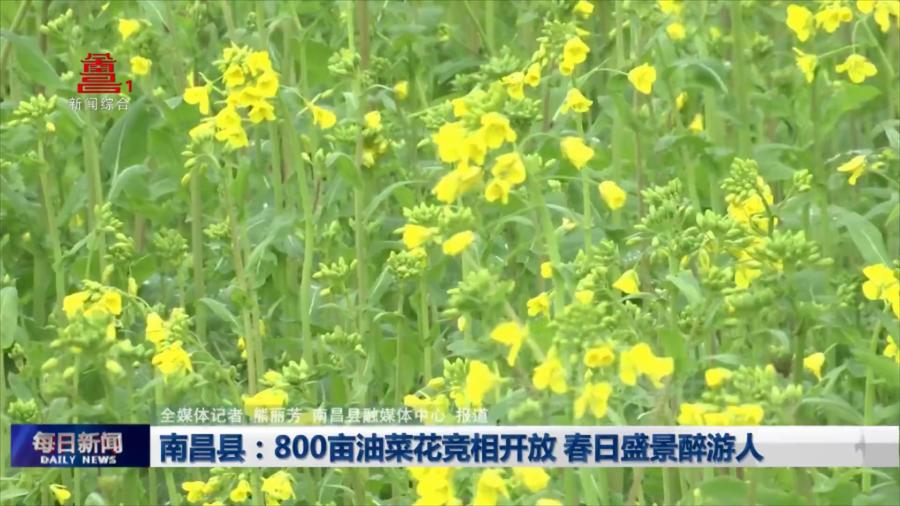 南昌县：800亩油菜花竞相开放 春日盛景醉游人
