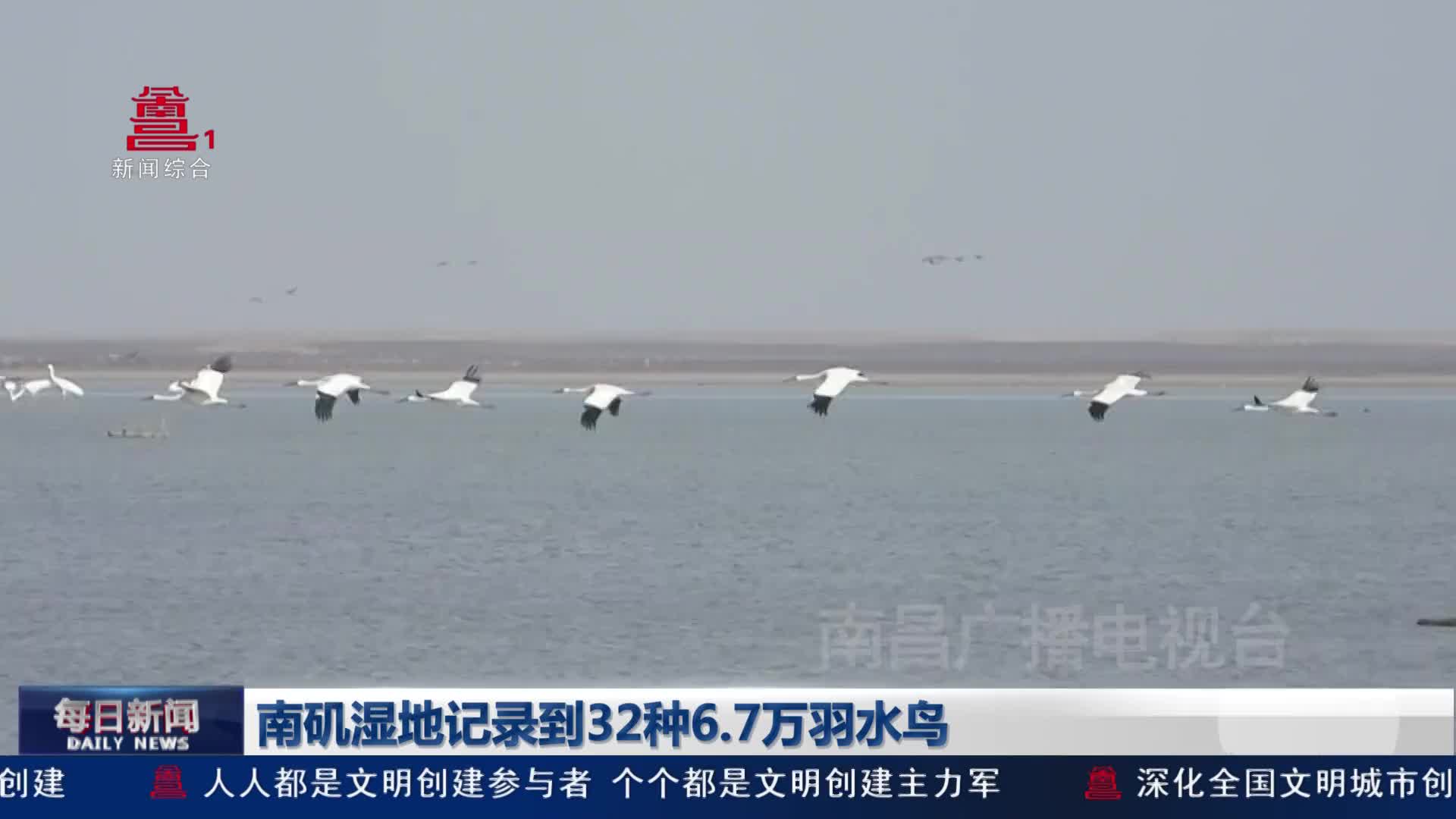 南矶湿地记录到32种6.7万羽水鸟