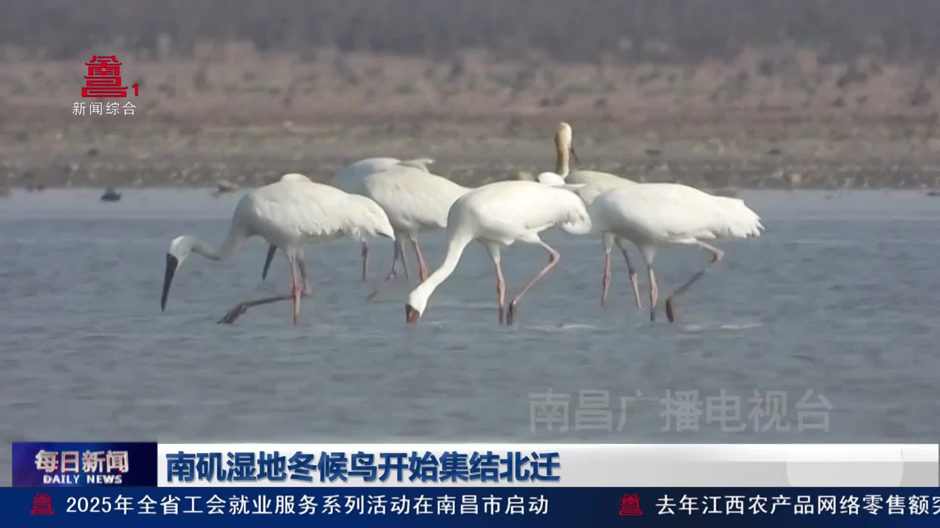 南矶湿地冬候鸟开始集结北迁