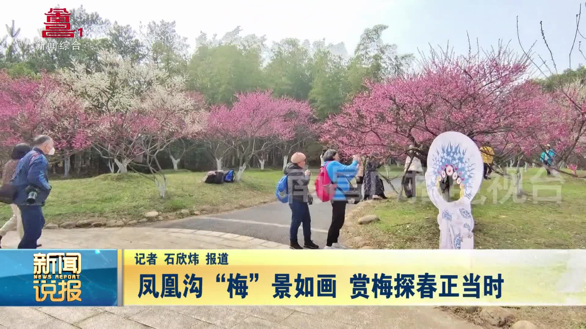 凤凰沟“梅”景如画 赏梅探春正当时