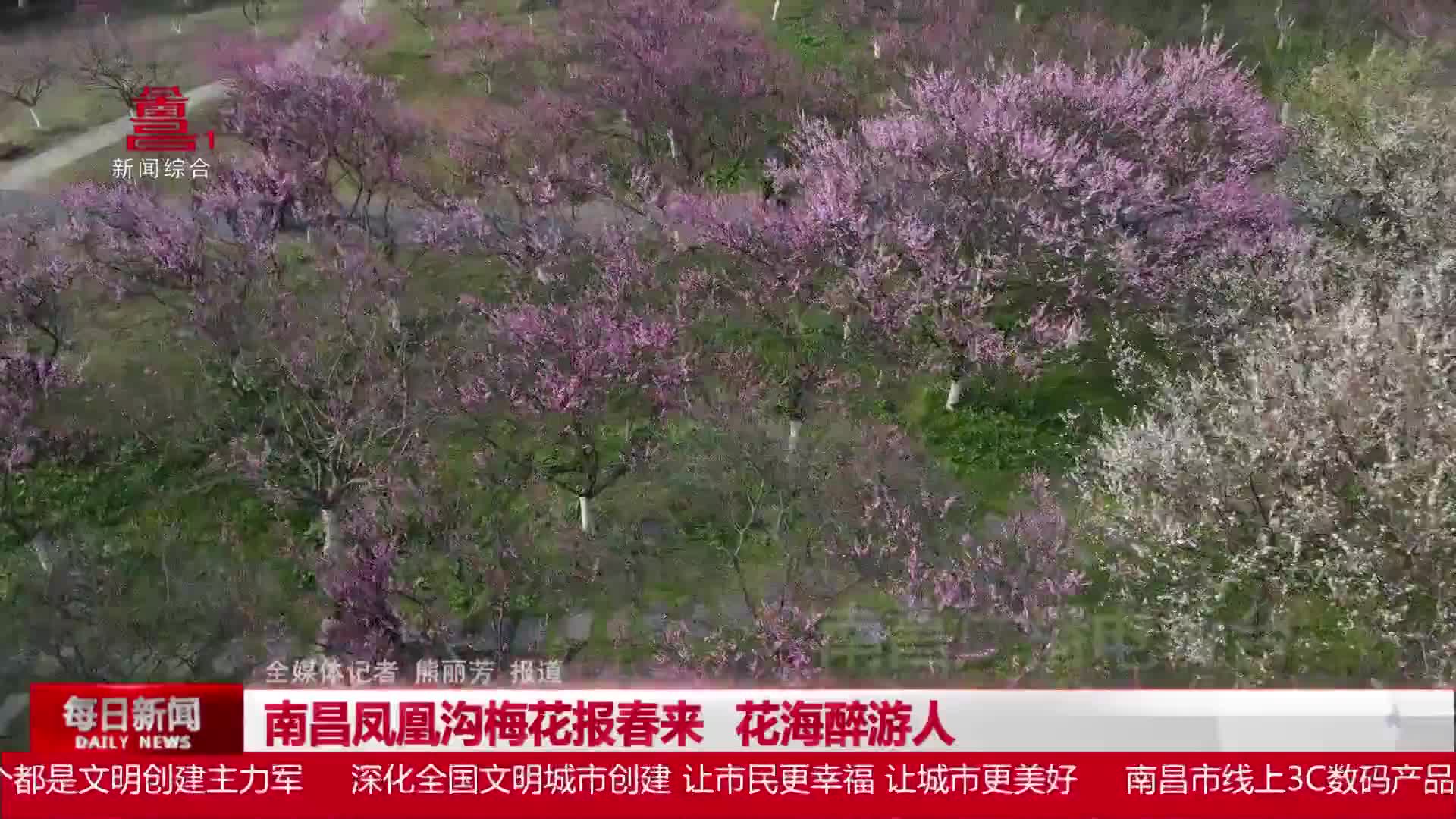 南昌凤凰沟梅花报春来 花海醉游人