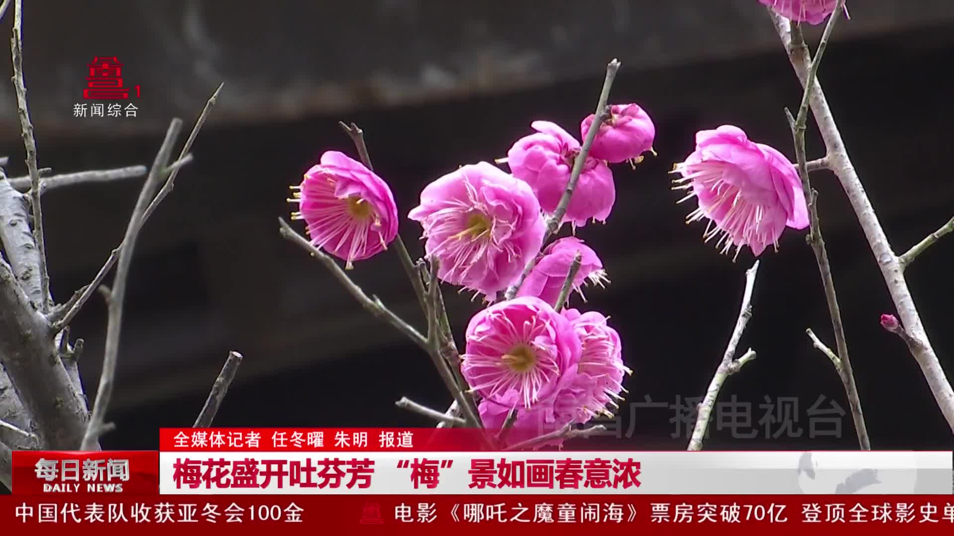 梅花盛开吐芬芳 “梅”景如画春意浓
