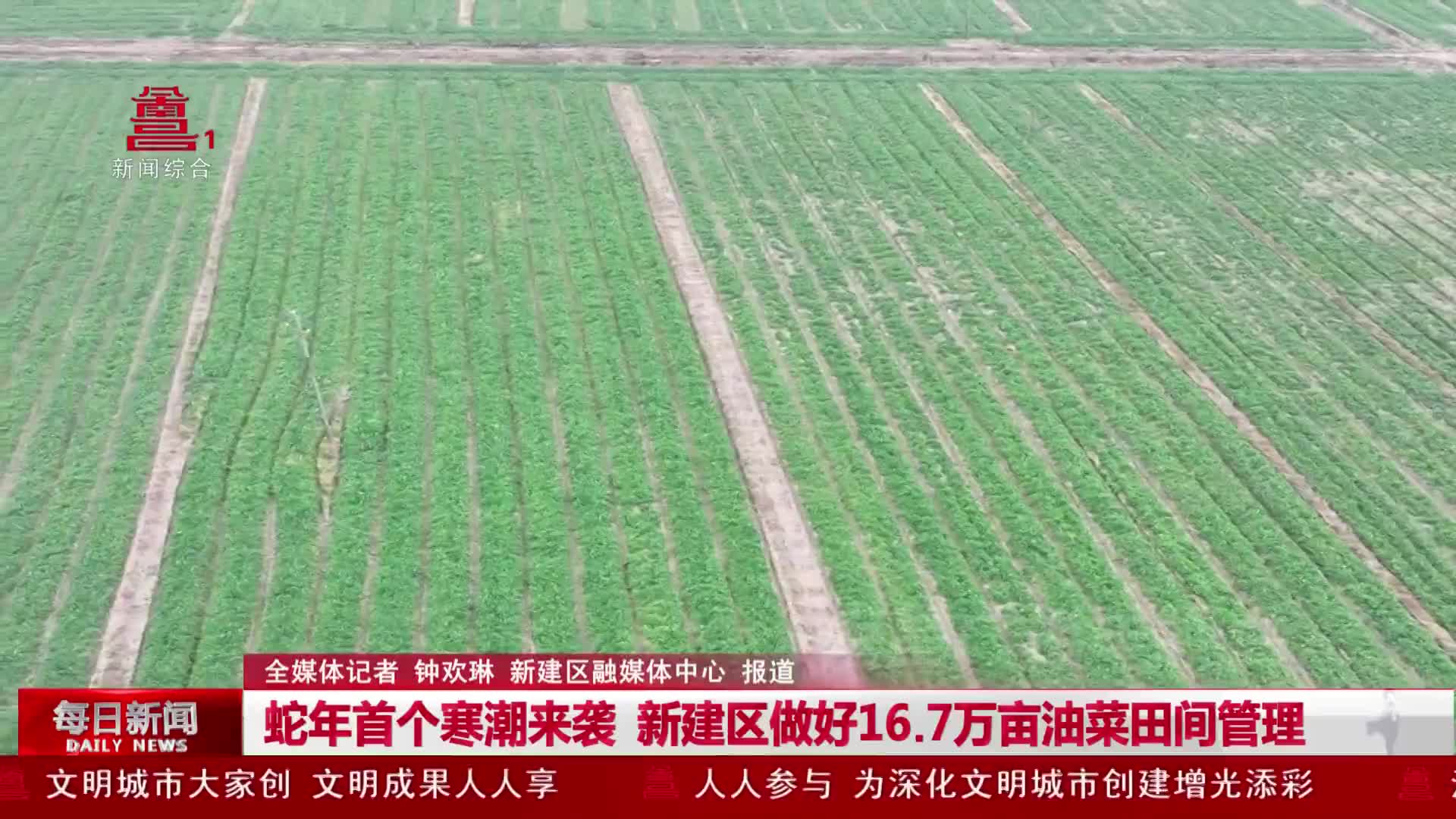 蛇年首个寒潮来袭  新建区做好16.7万亩油菜田间管理
