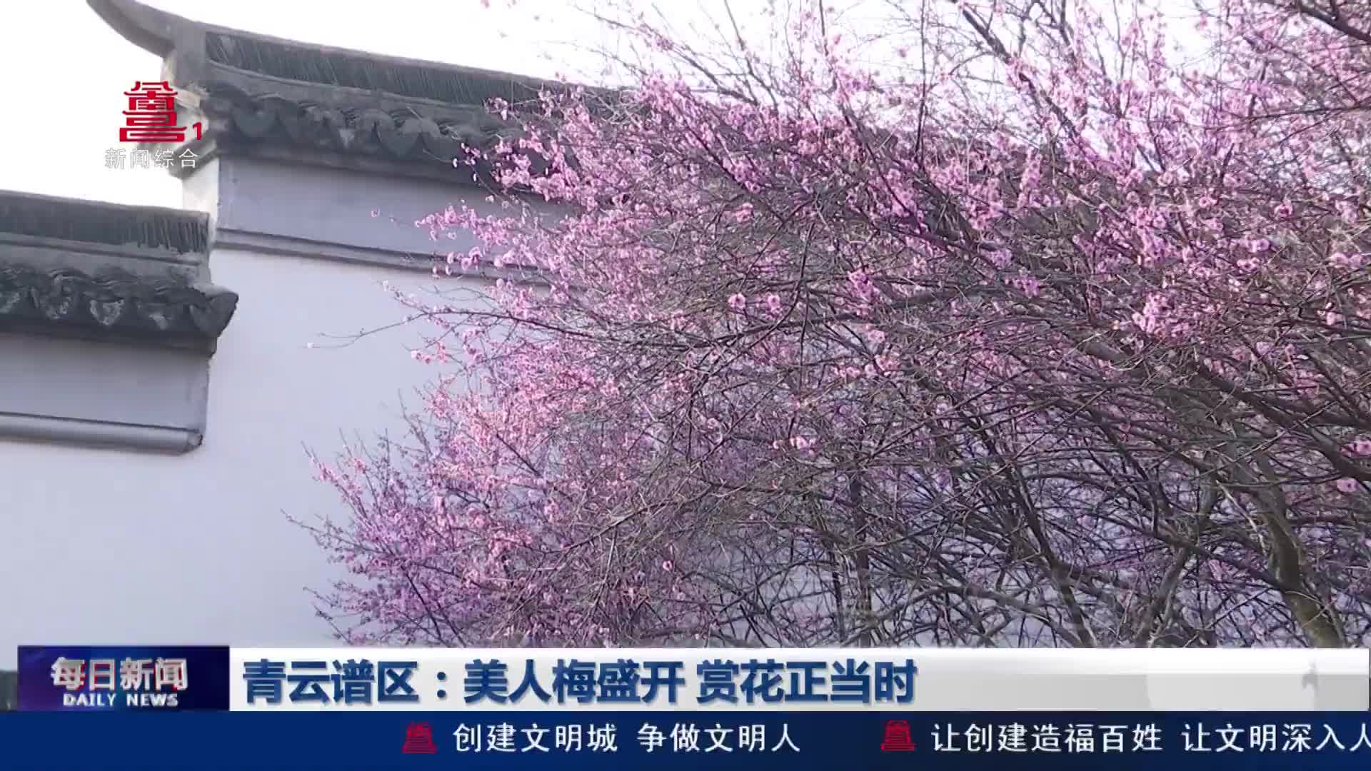青云谱区：美人梅盛开 赏花正当时