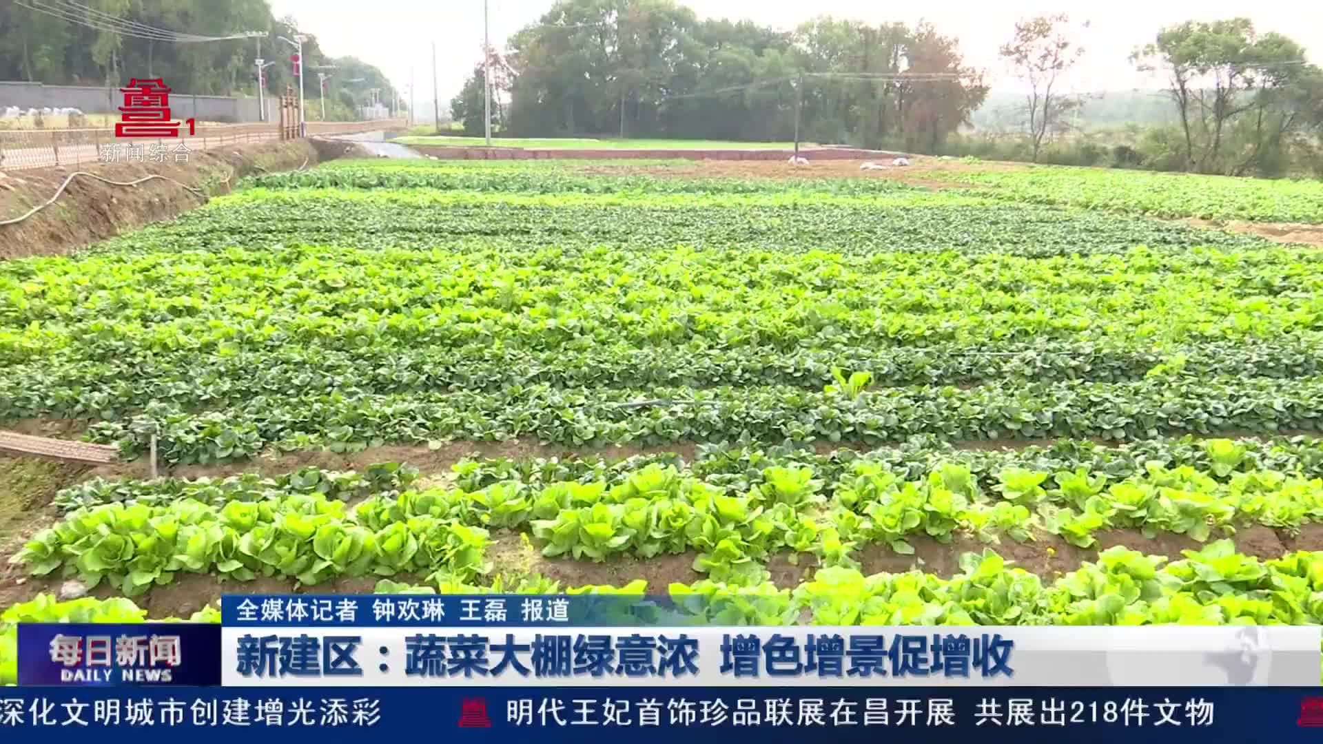 新建区：蔬菜大棚绿意浓 增色增景促增收