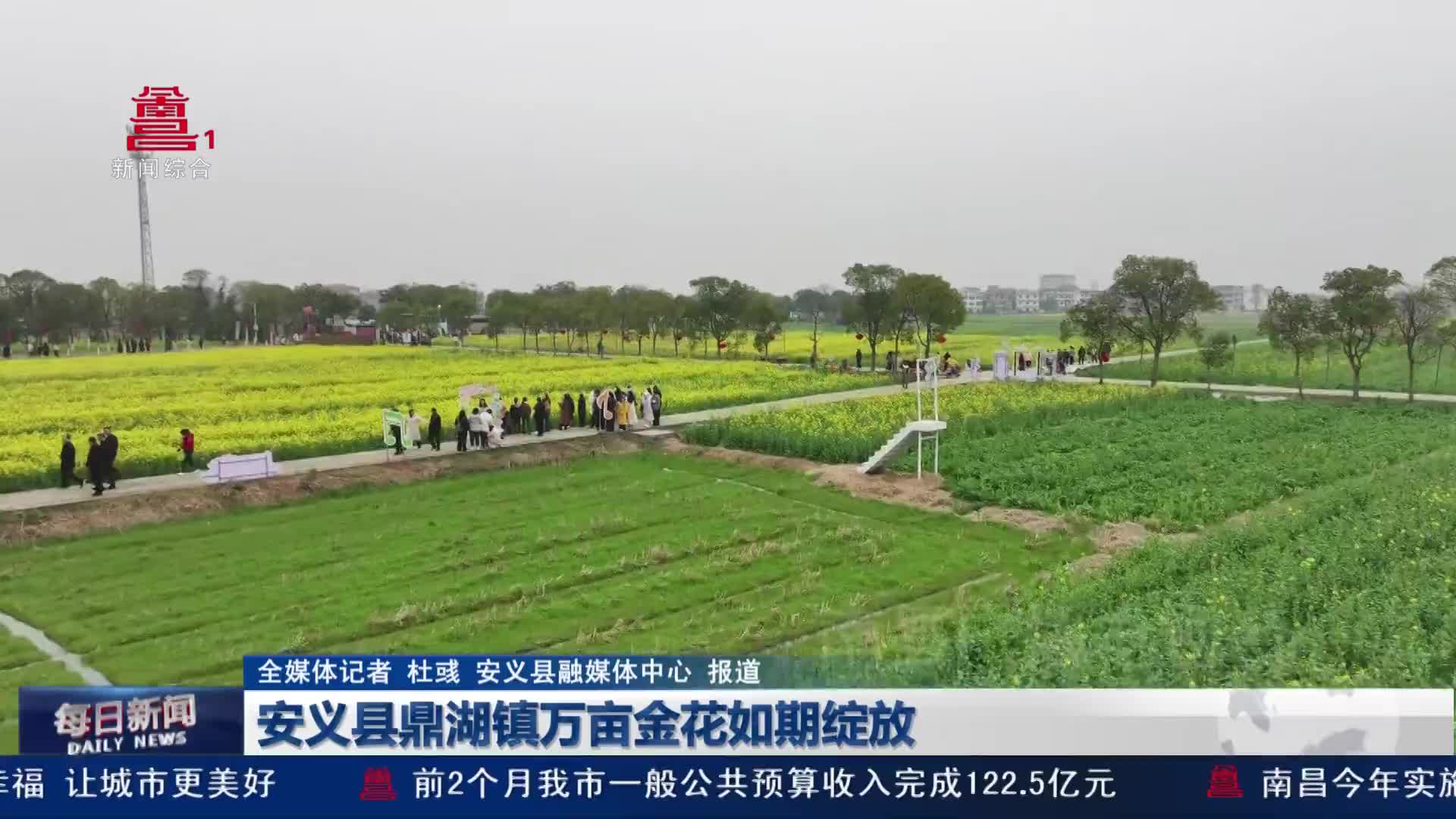 安义县鼎湖镇万亩金花如期绽放