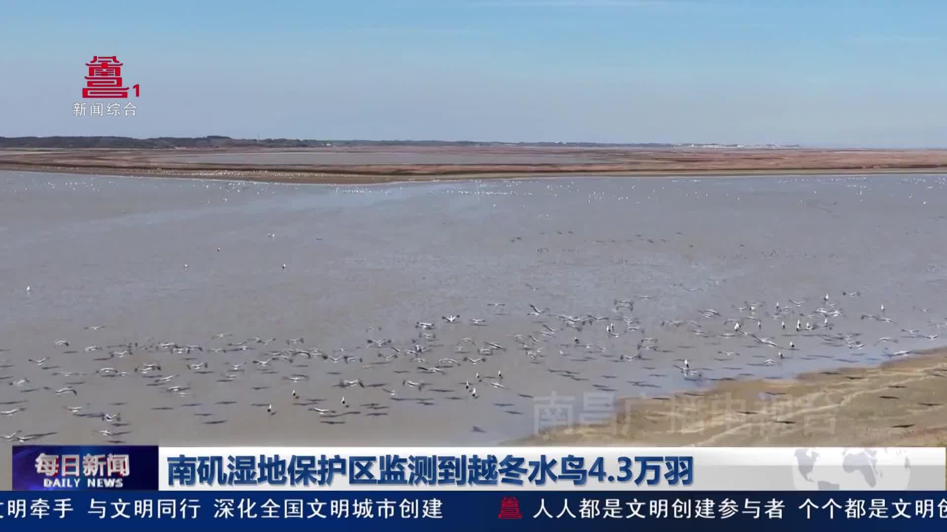 南矶湿地保护区监测到越冬水鸟4.3万羽