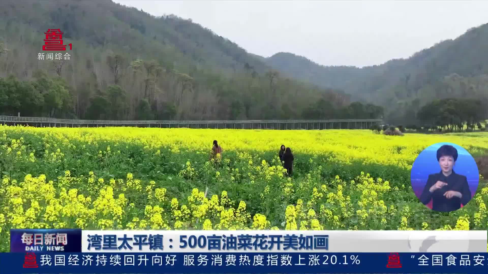湾里太平镇：500亩油菜花开美如画
