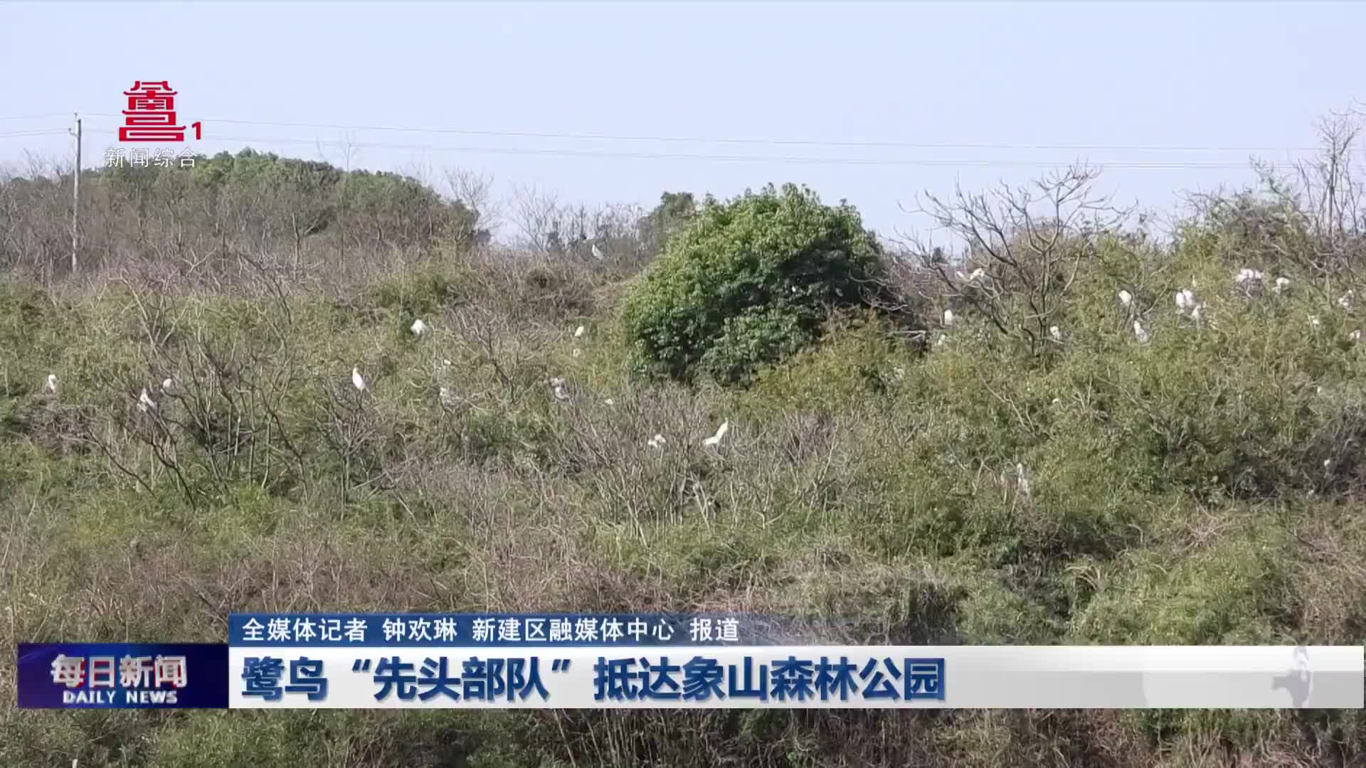 鹭鸟“先头部队”抵达象山森林公园