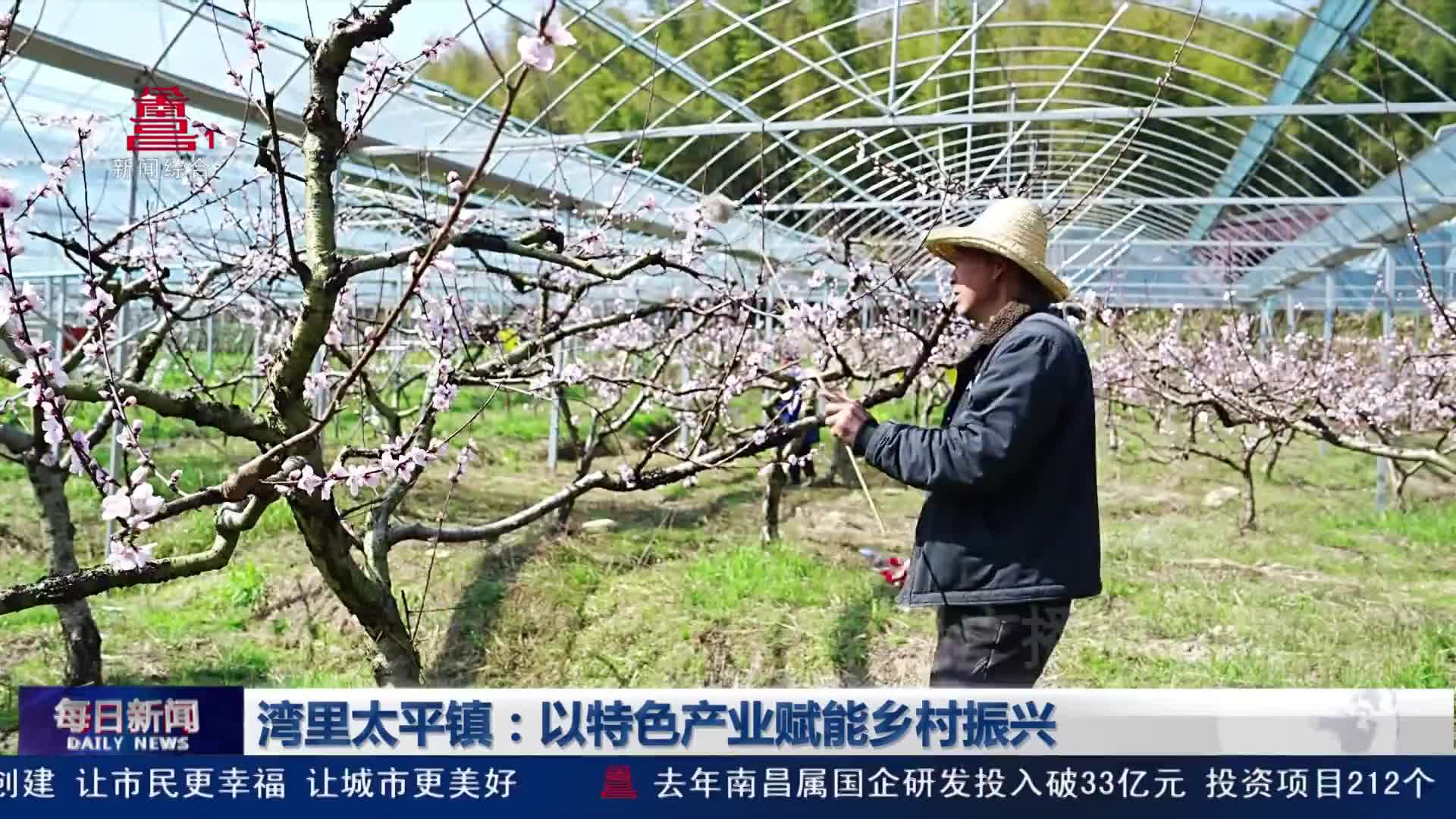 湾里太平镇：以特色产业赋能乡村振兴