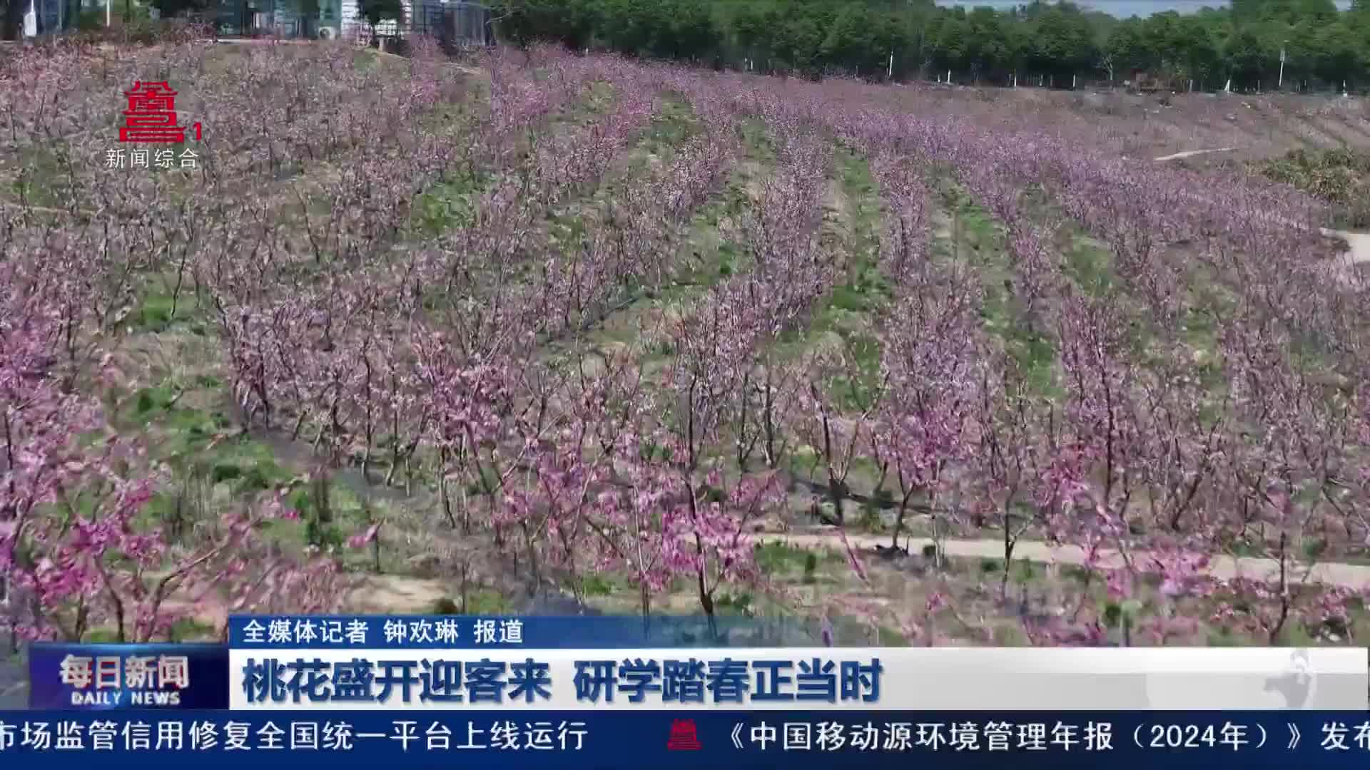 桃花盛开迎客来 研学踏春正当时