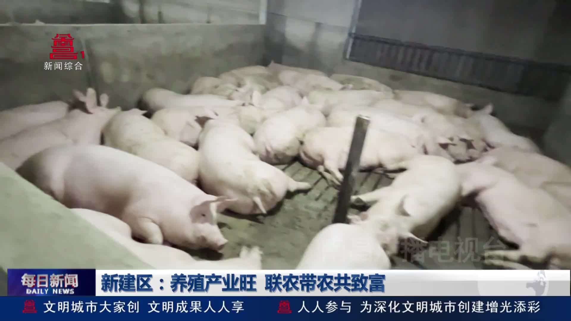 新建区：养殖产业旺 联农带农共致富