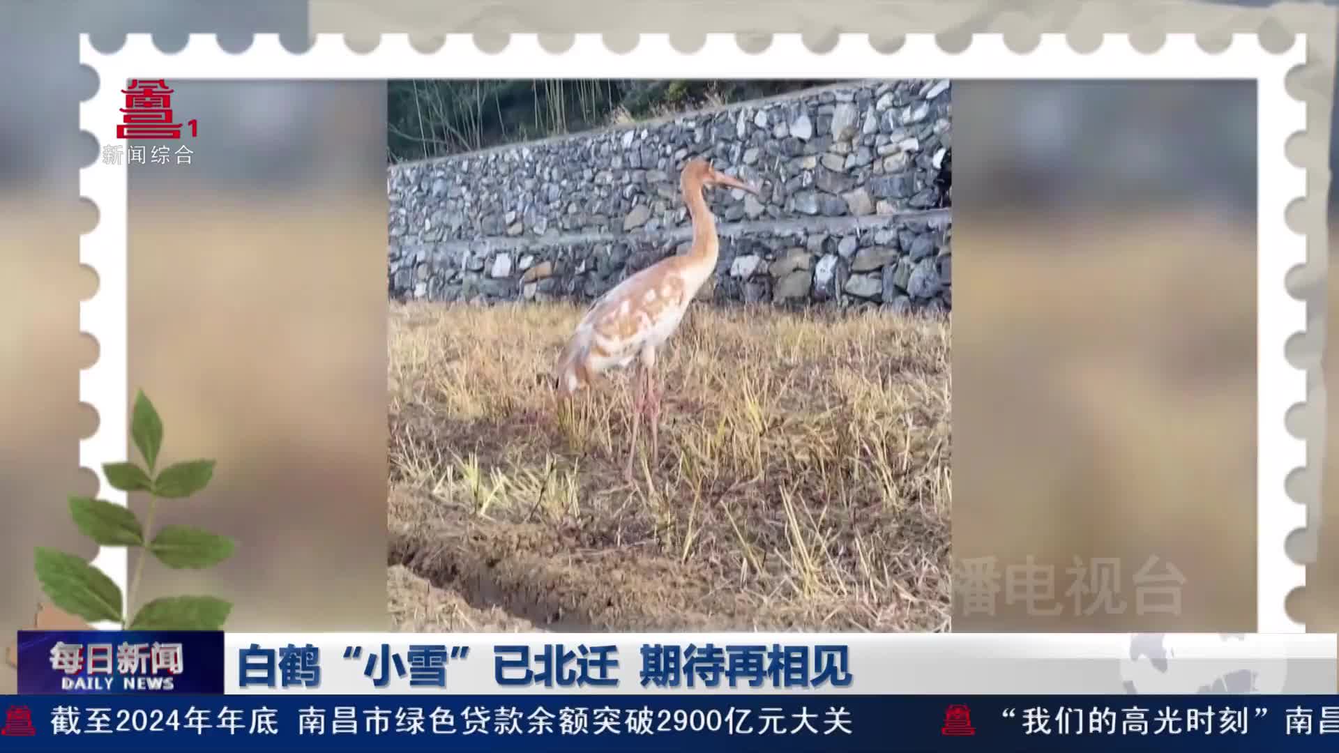 白鹤“小雪”已北迁 期待再相见