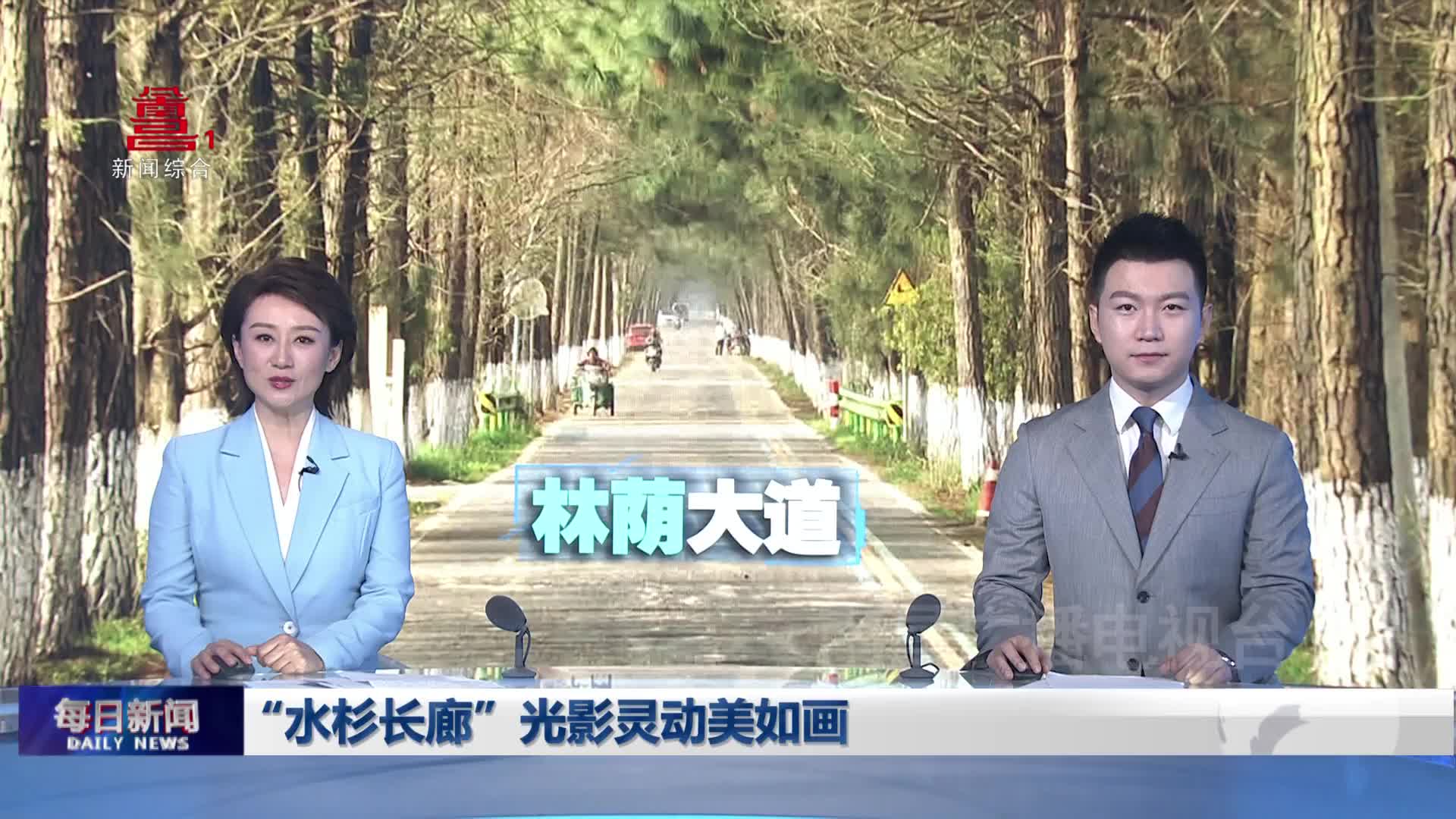 “水杉长廊”光影灵动美如画