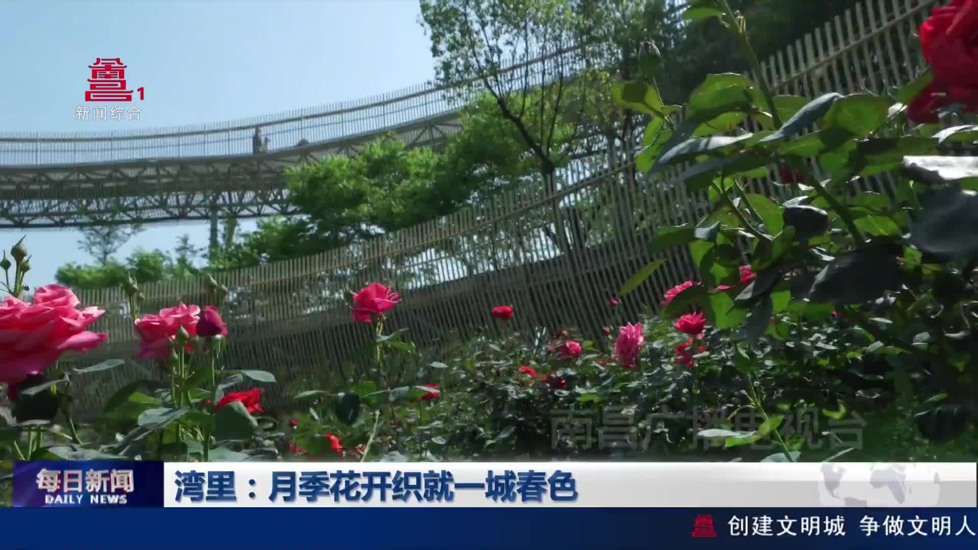 湾里：月季花开织就一城春色