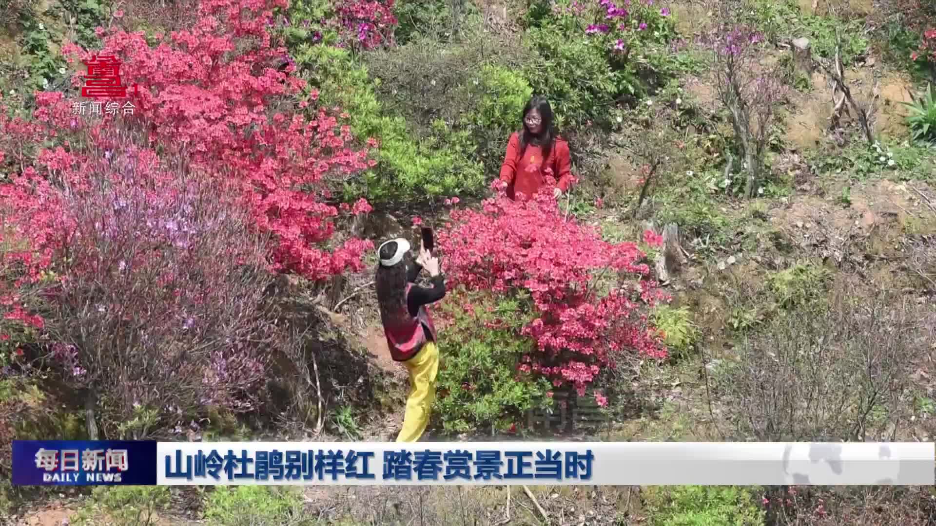 山岭杜鹃别样红 踏春赏景正当时