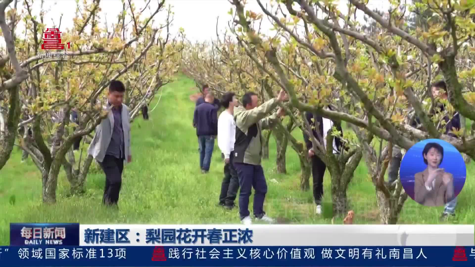 新建区：梨园花开春正浓