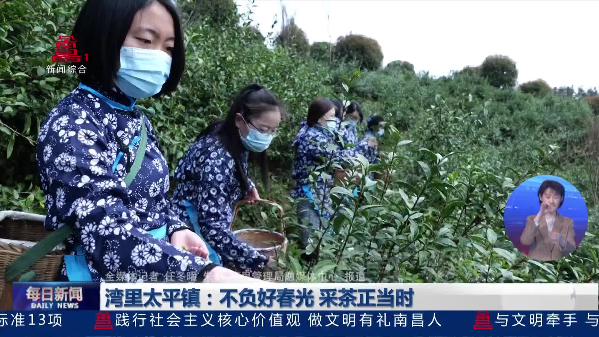 湾里太平镇：不负好春光 采茶正当时