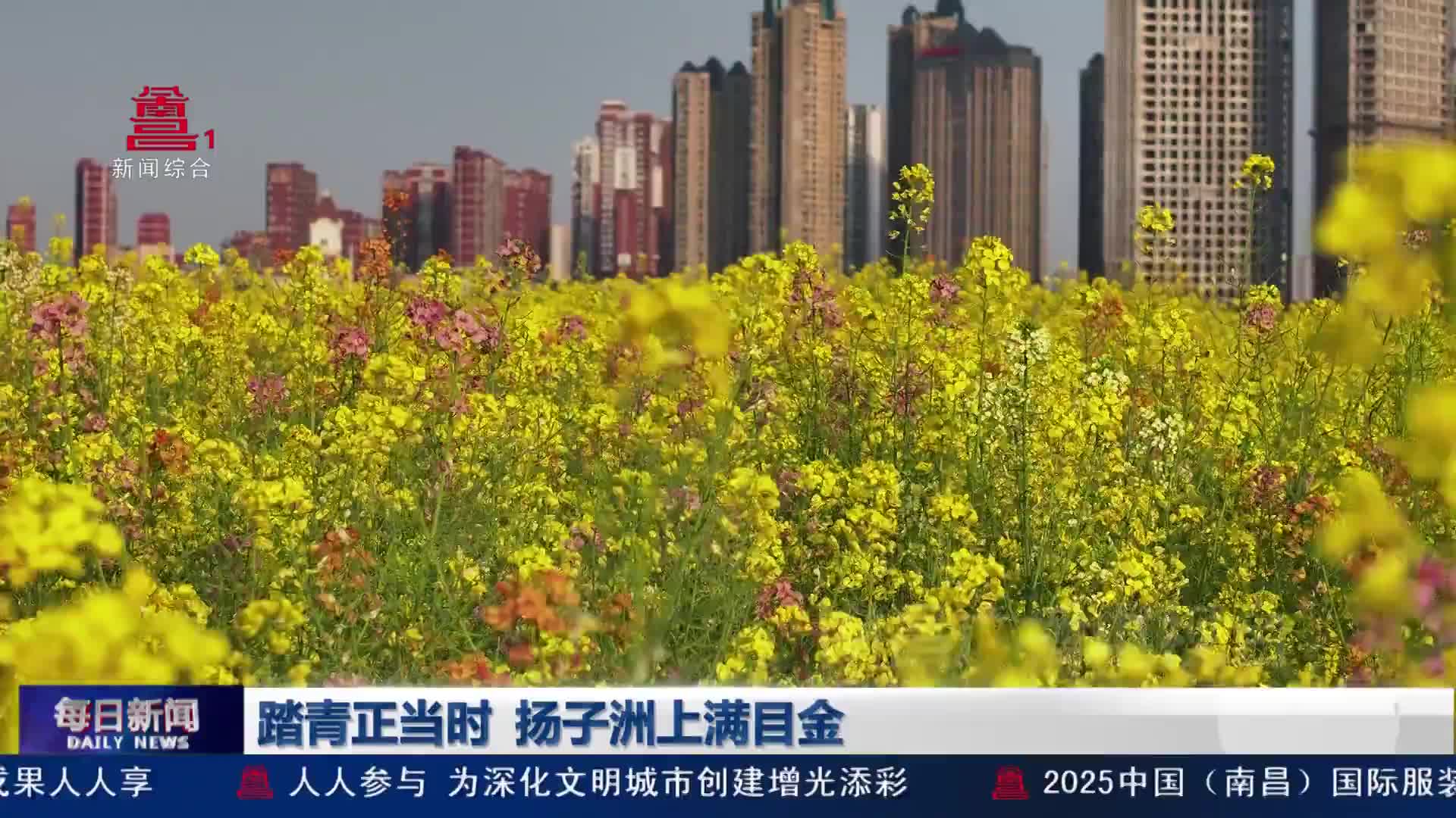 踏青正当时  扬子洲上满目金