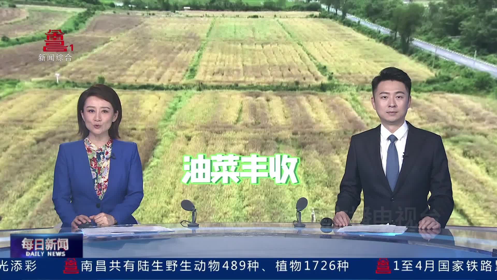新建区：油菜成熟收割忙 稻油轮作促增收