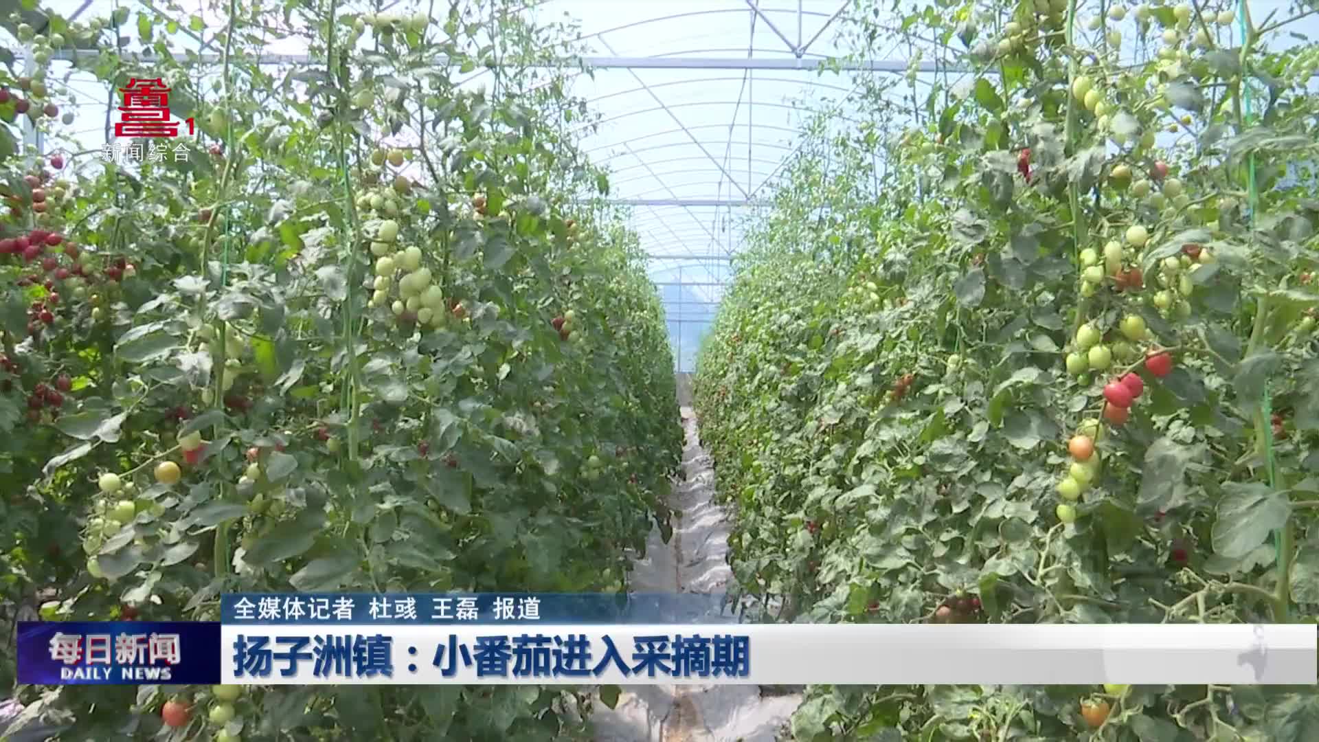 扬子洲镇：小番茄进入采摘期