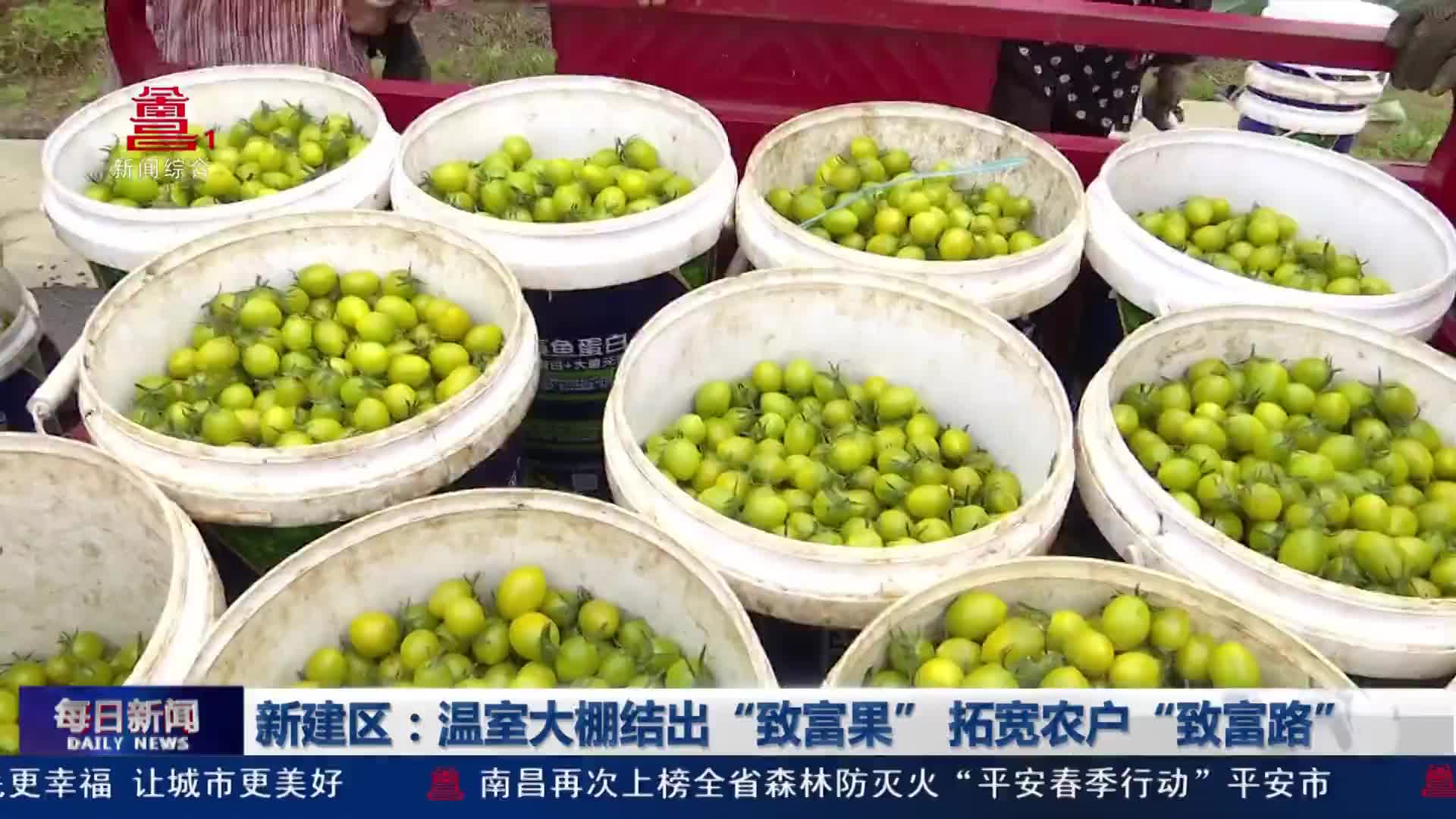 新建区：温室大棚结出“致富果” 拓宽农户“致富路”
