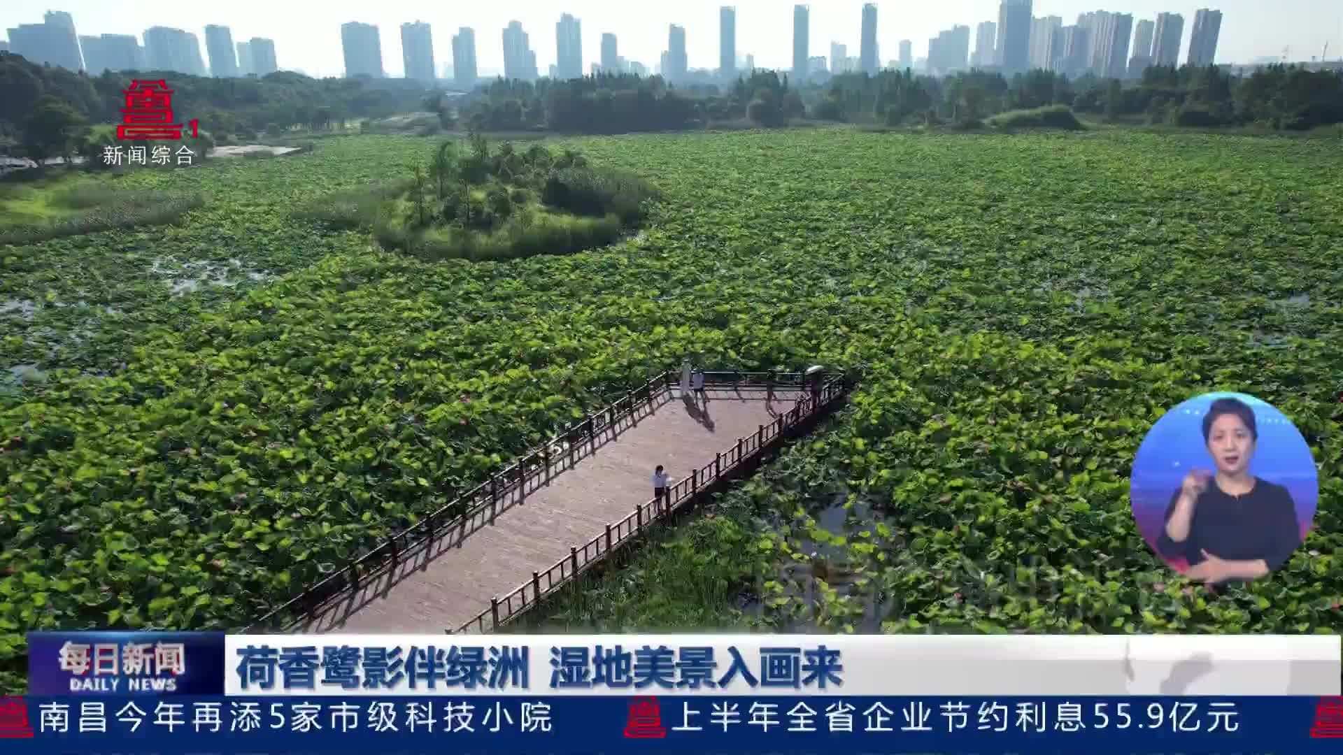 荷香鹭影伴绿洲 湿地美景入画来