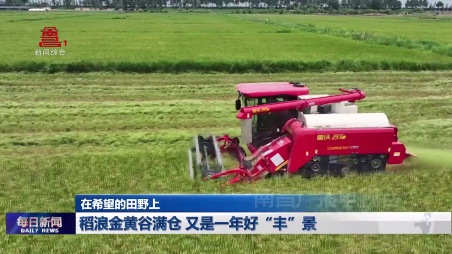 稻浪金黄谷满仓 又是一年好“丰”景