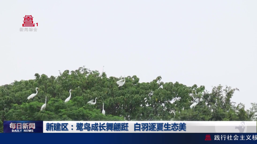 新建区：鹭鸟成长舞翩跹   白羽逐夏生态美
