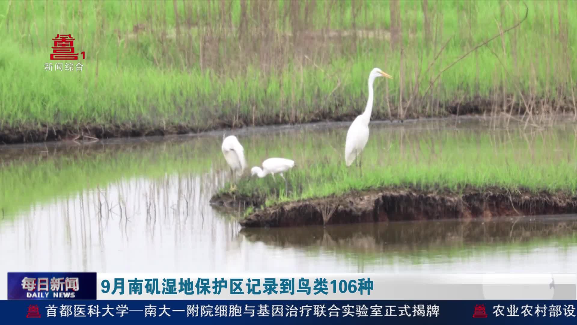9月南矶湿地保护区记录到鸟类106种