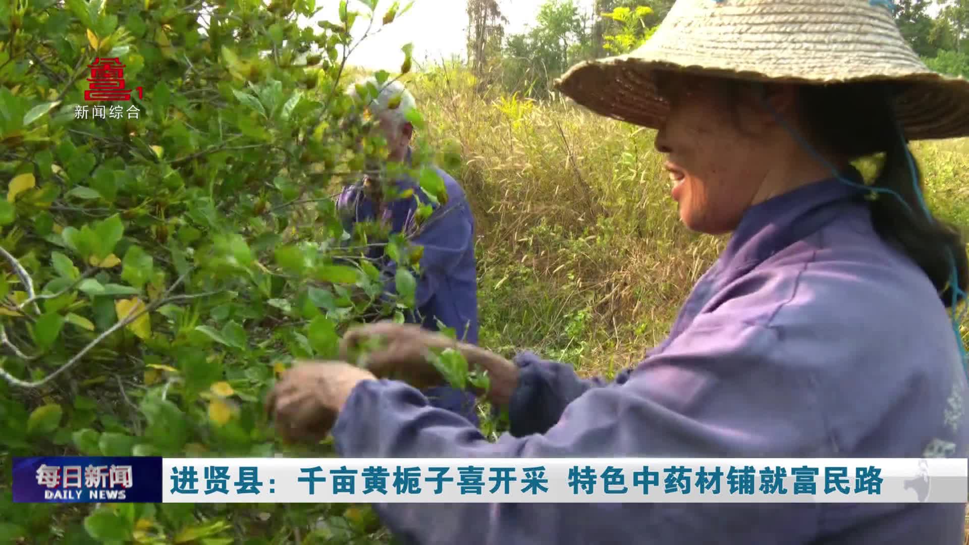 进贤县：千亩黄栀子喜开采 特色中药材铺就富民路