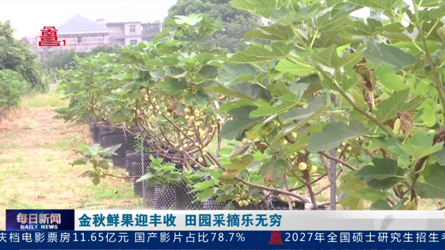 金秋鲜果迎丰收 田园采摘乐无穷