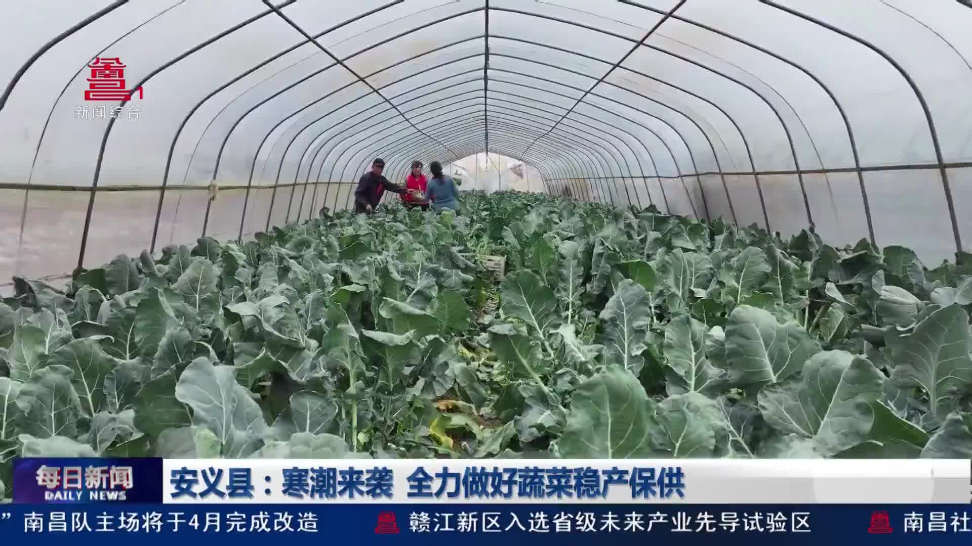 安义县：寒潮来袭 全力做好蔬菜稳产保供